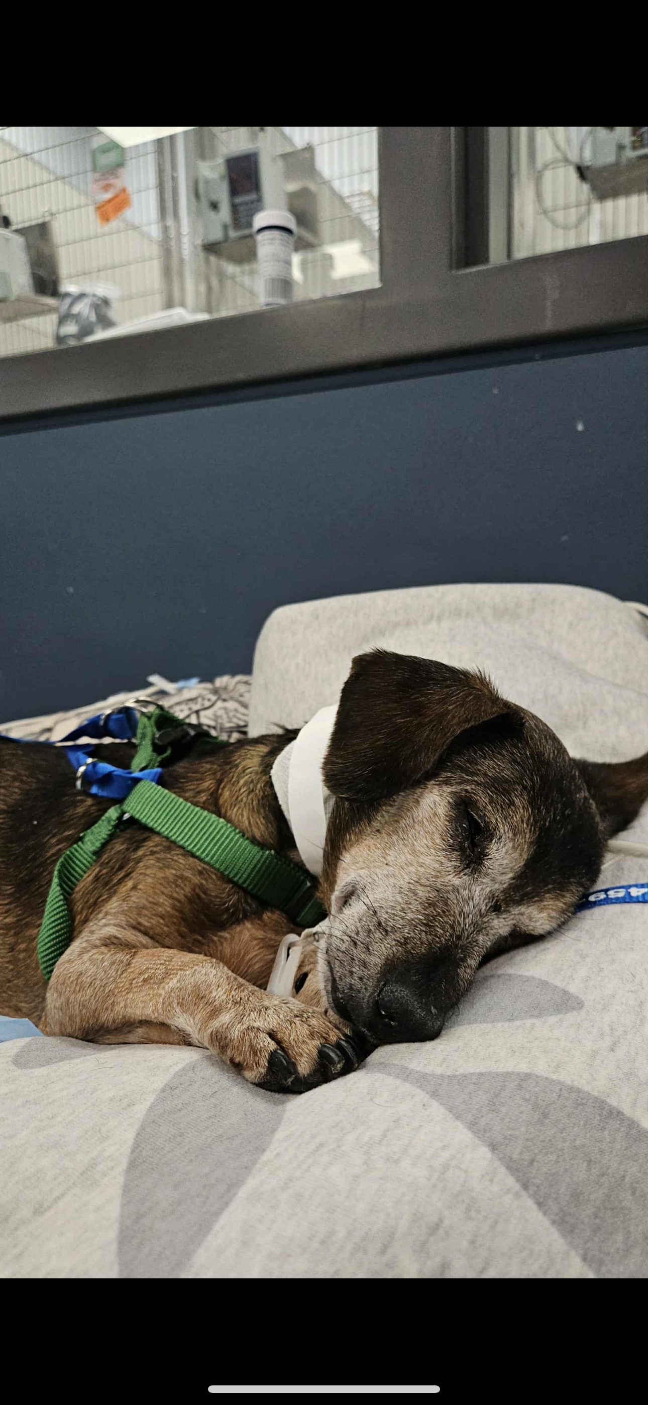 Support Mya's Urgent Medical Care campaign photo, 4 of 6