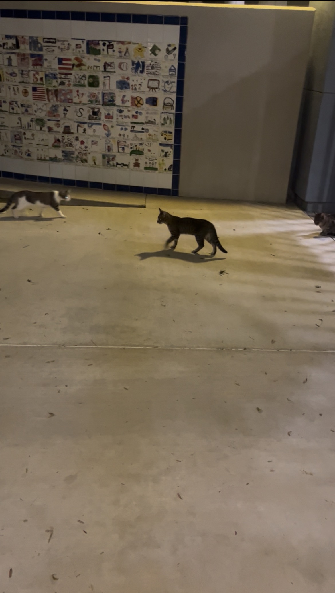 Save kittens and elementary school campaign photo, 2 of 4