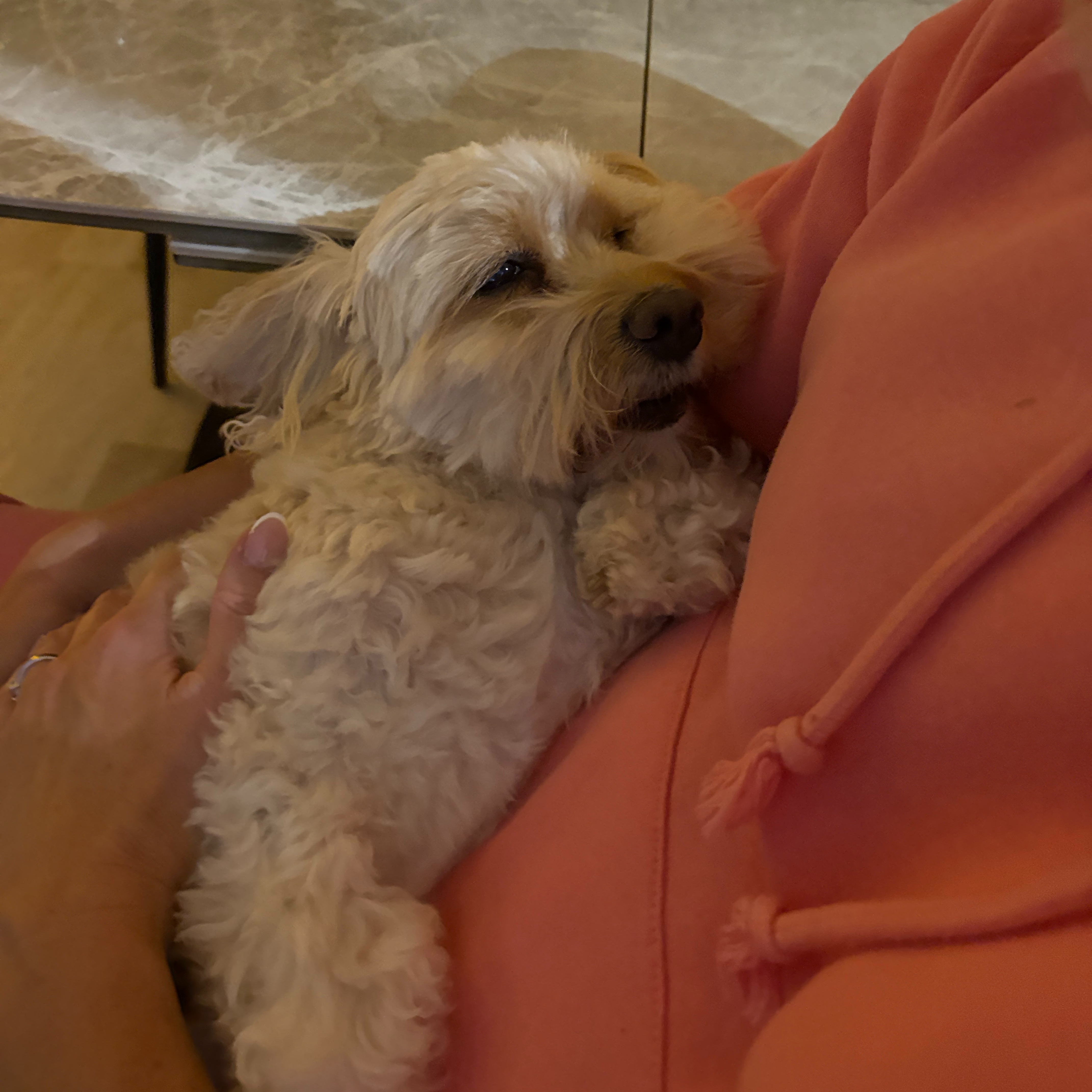 Help Rosebud fight her brain tumour campaign photo, 6 of 8