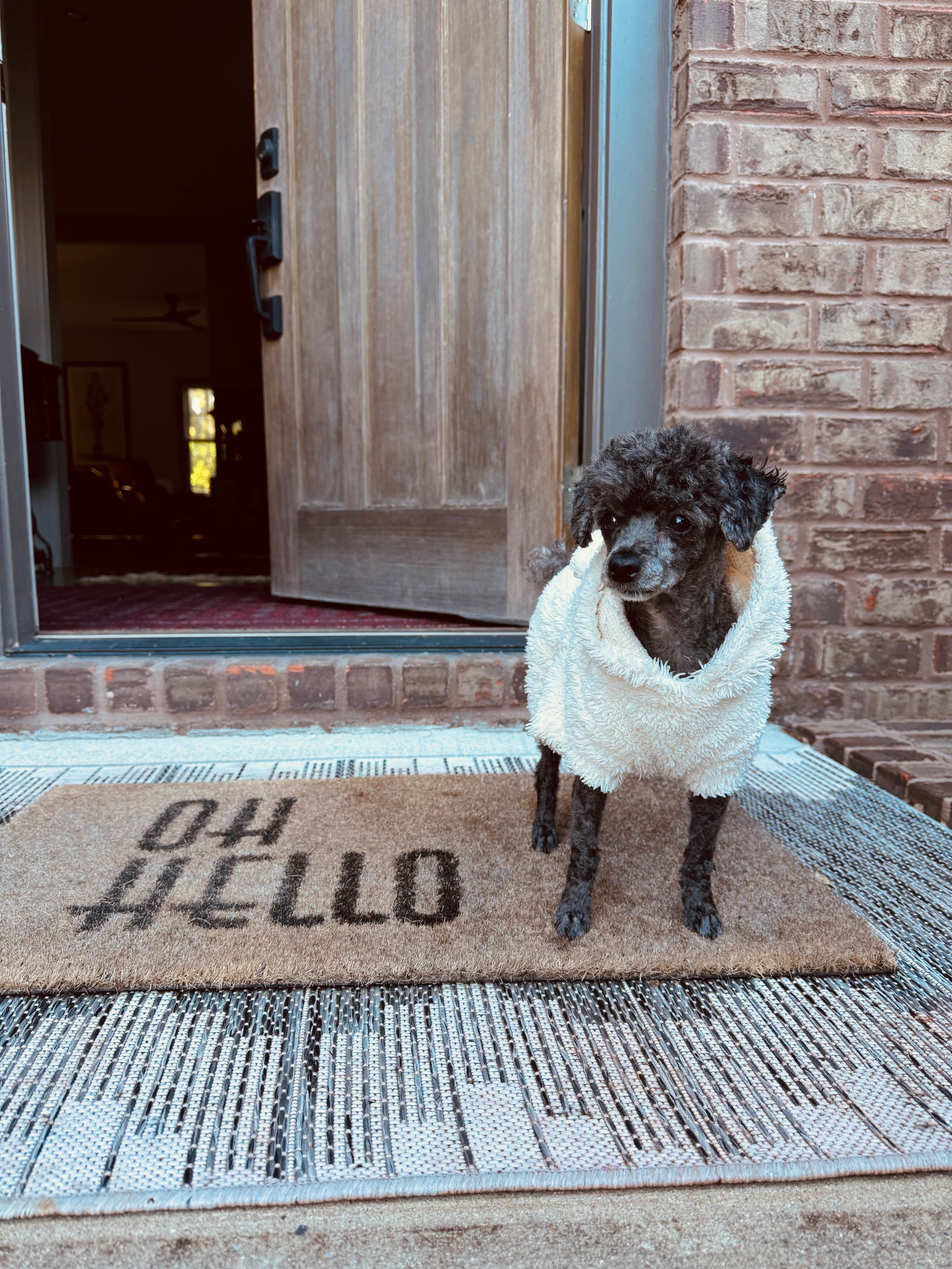 Support Zoe's Emergency Surgery and Recovery campaign photo, 4 of 4