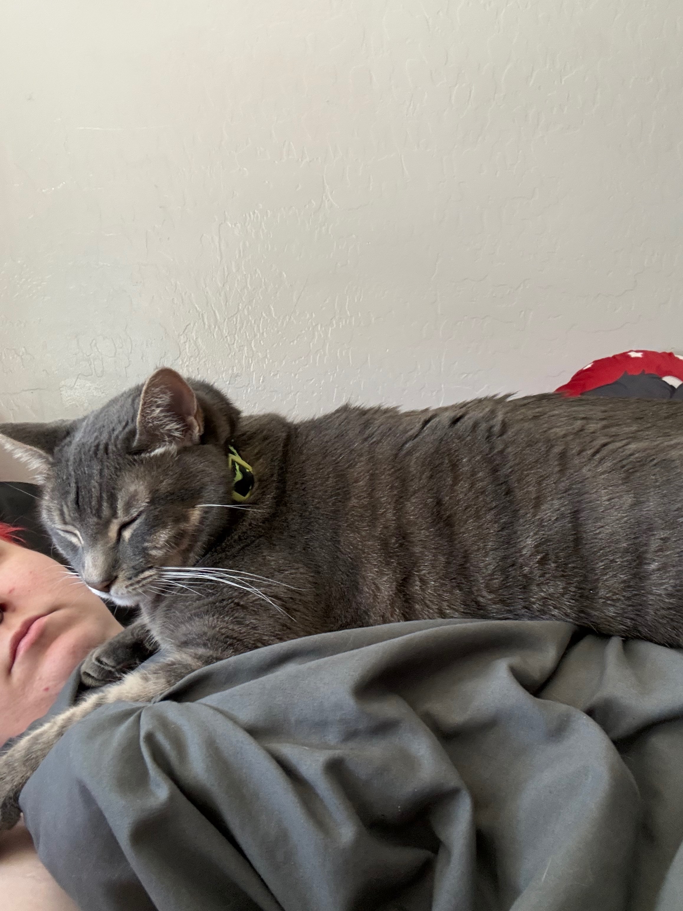 Help a sweet grey tabby cat get medical care campaign photo, 7 of 8