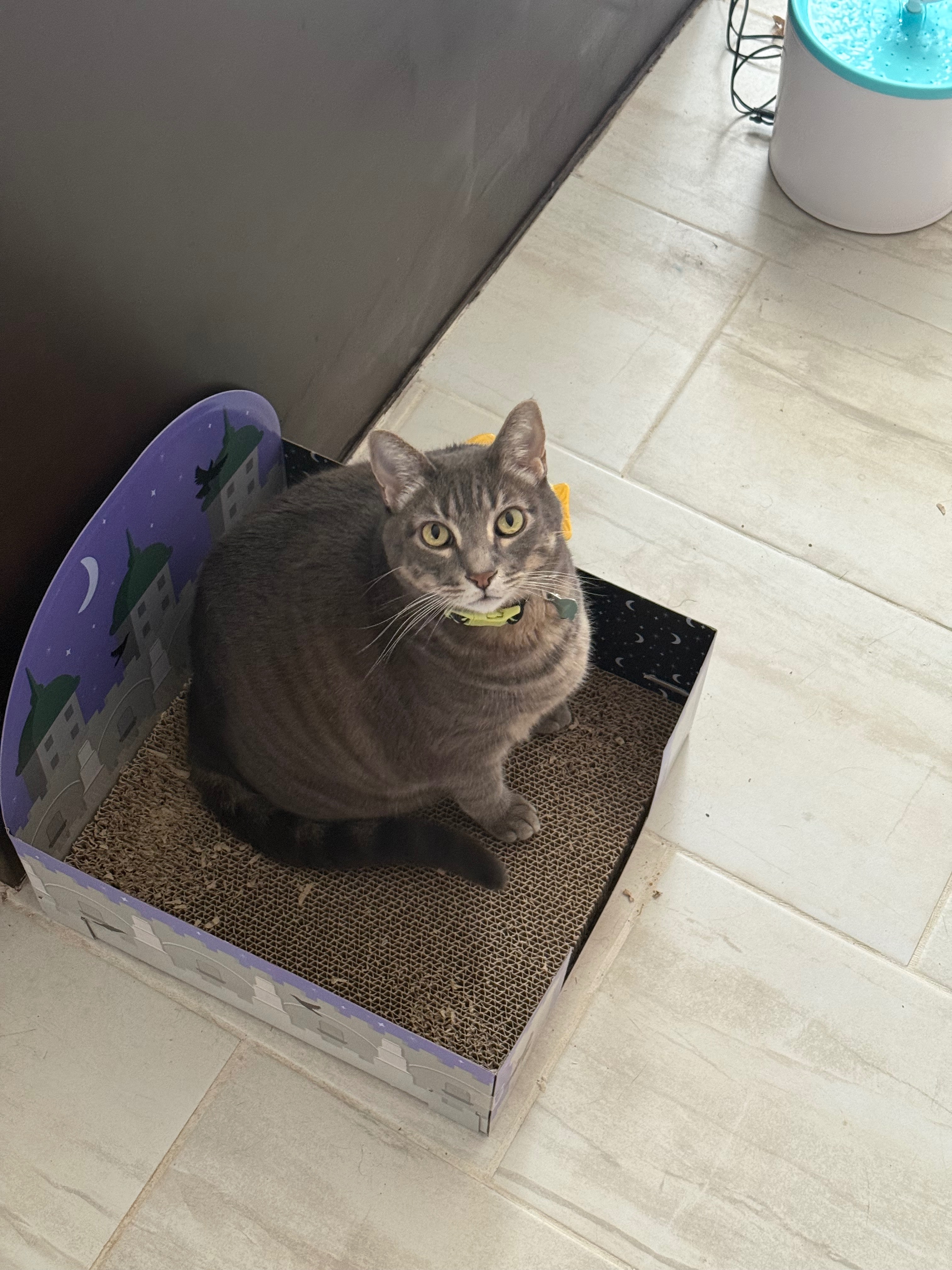 Help a sweet grey tabby cat get medical care campaign photo, 2 of 8