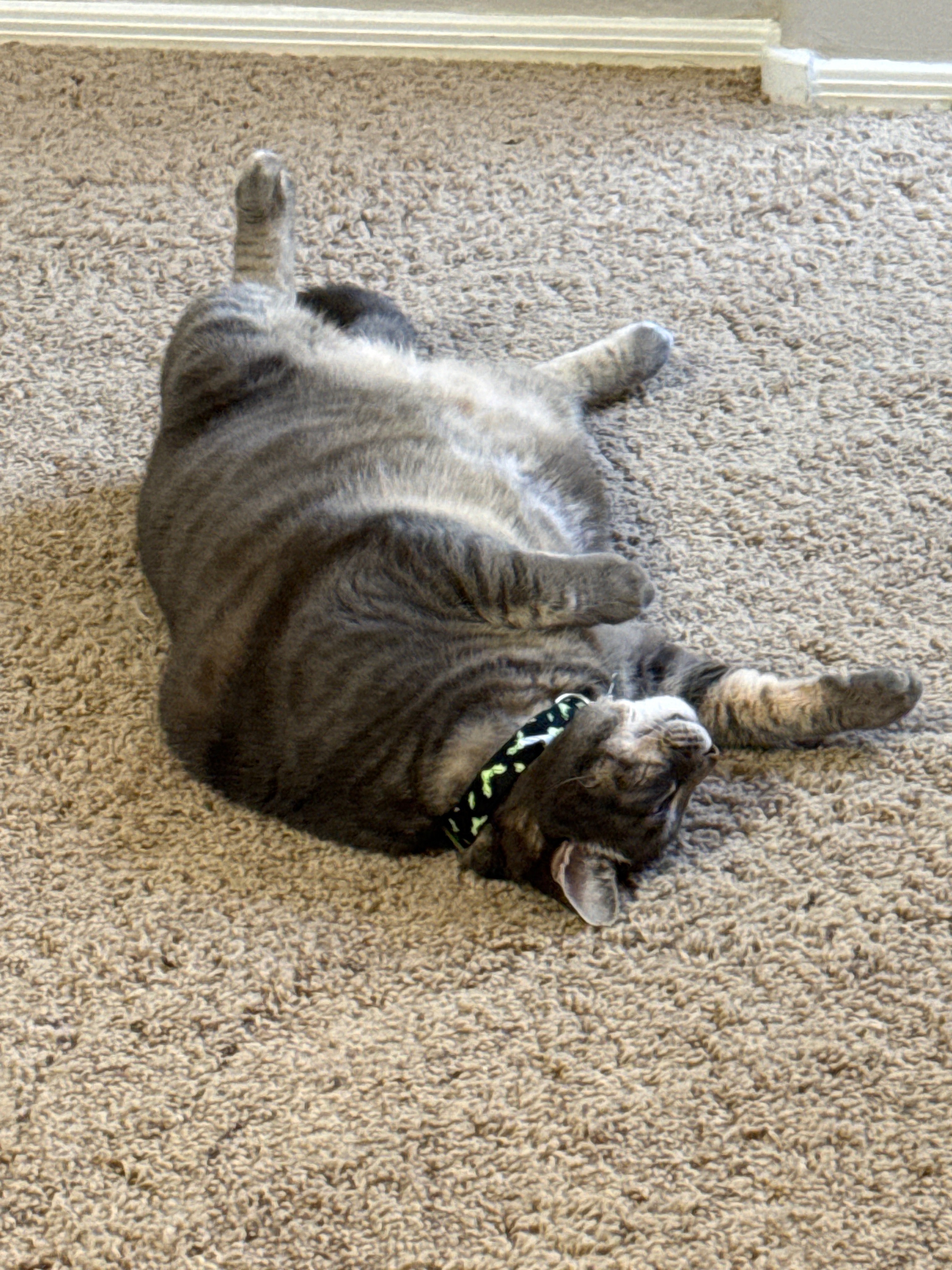 Help a sweet grey tabby cat get medical care campaign photo, 4 of 8