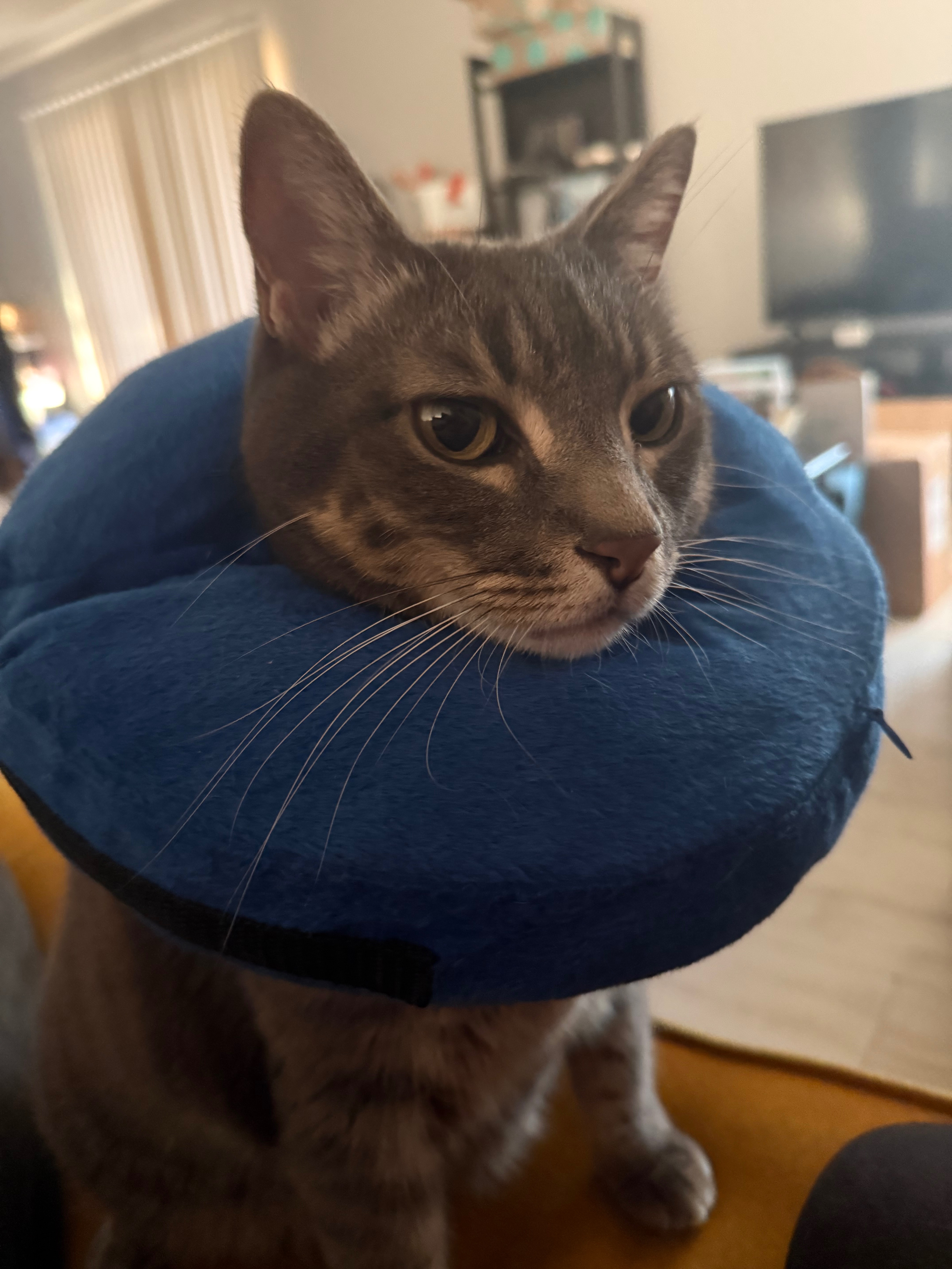 Help a sweet grey tabby cat get medical care campaign photo, 5 of 8