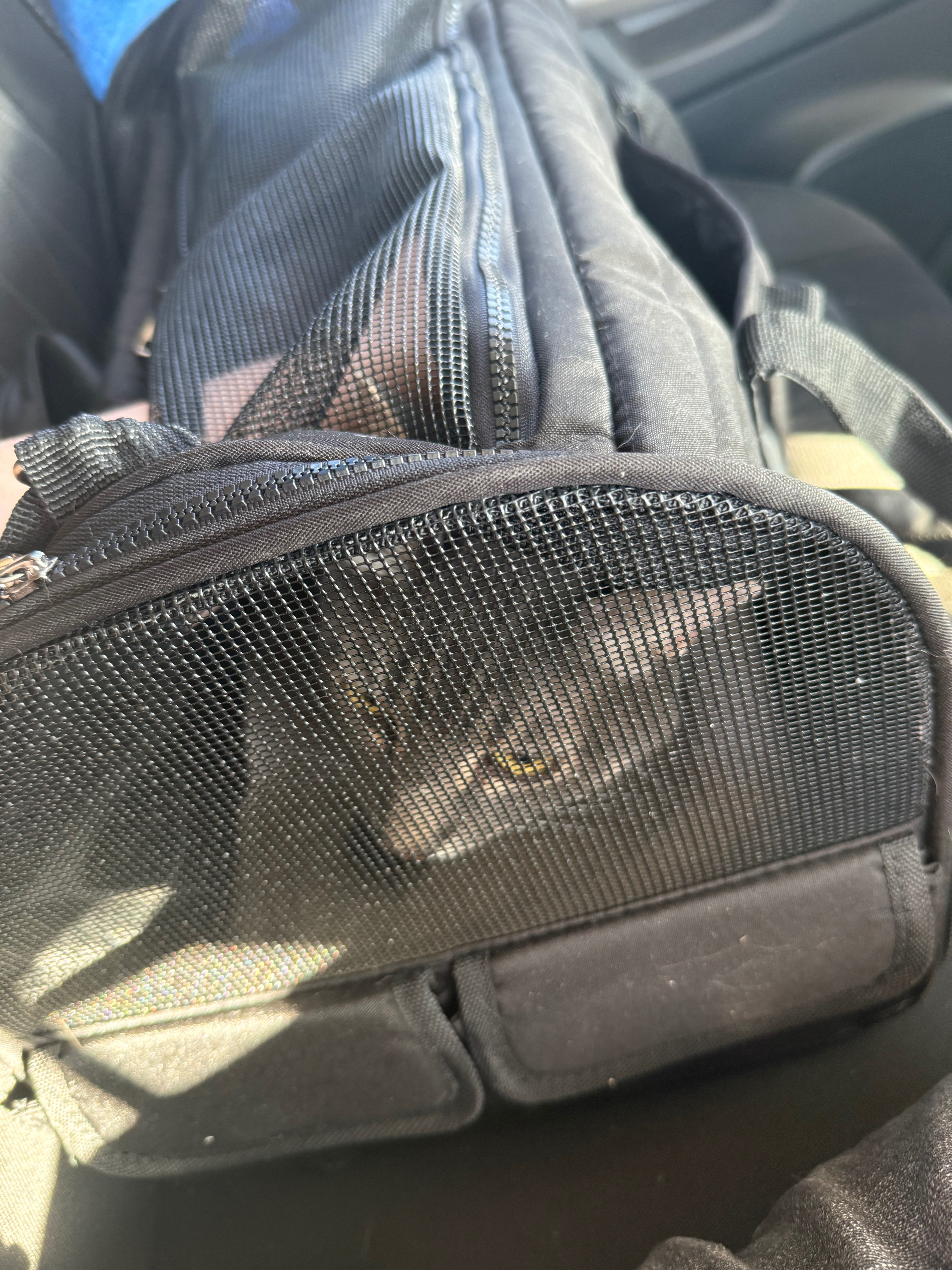 Help a sweet grey tabby cat get medical care campaign photo, 6 of 8