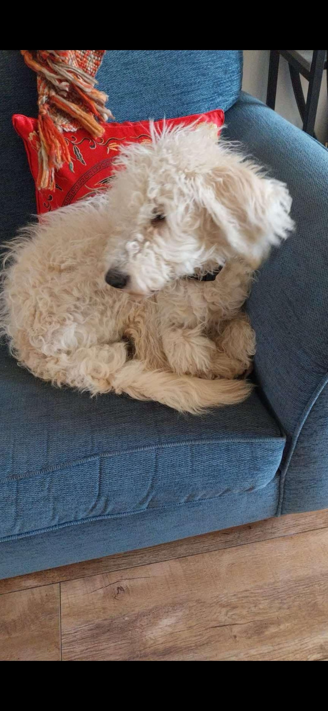Helping Dogs Find Their Second Chance campaign photo, 2 of 7