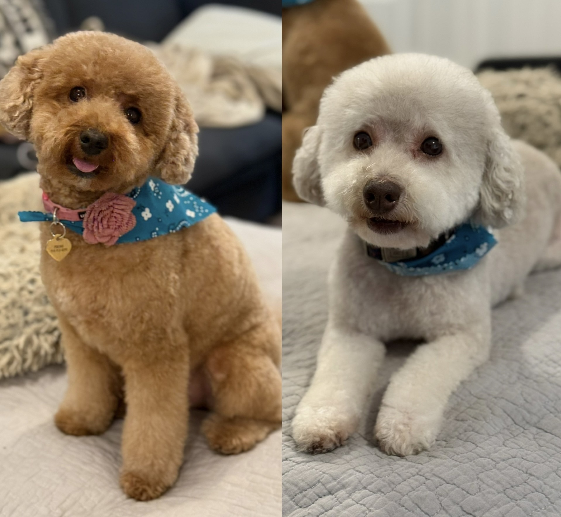 Help Peanut & Glowie Heal campaign photo, 2 of 4