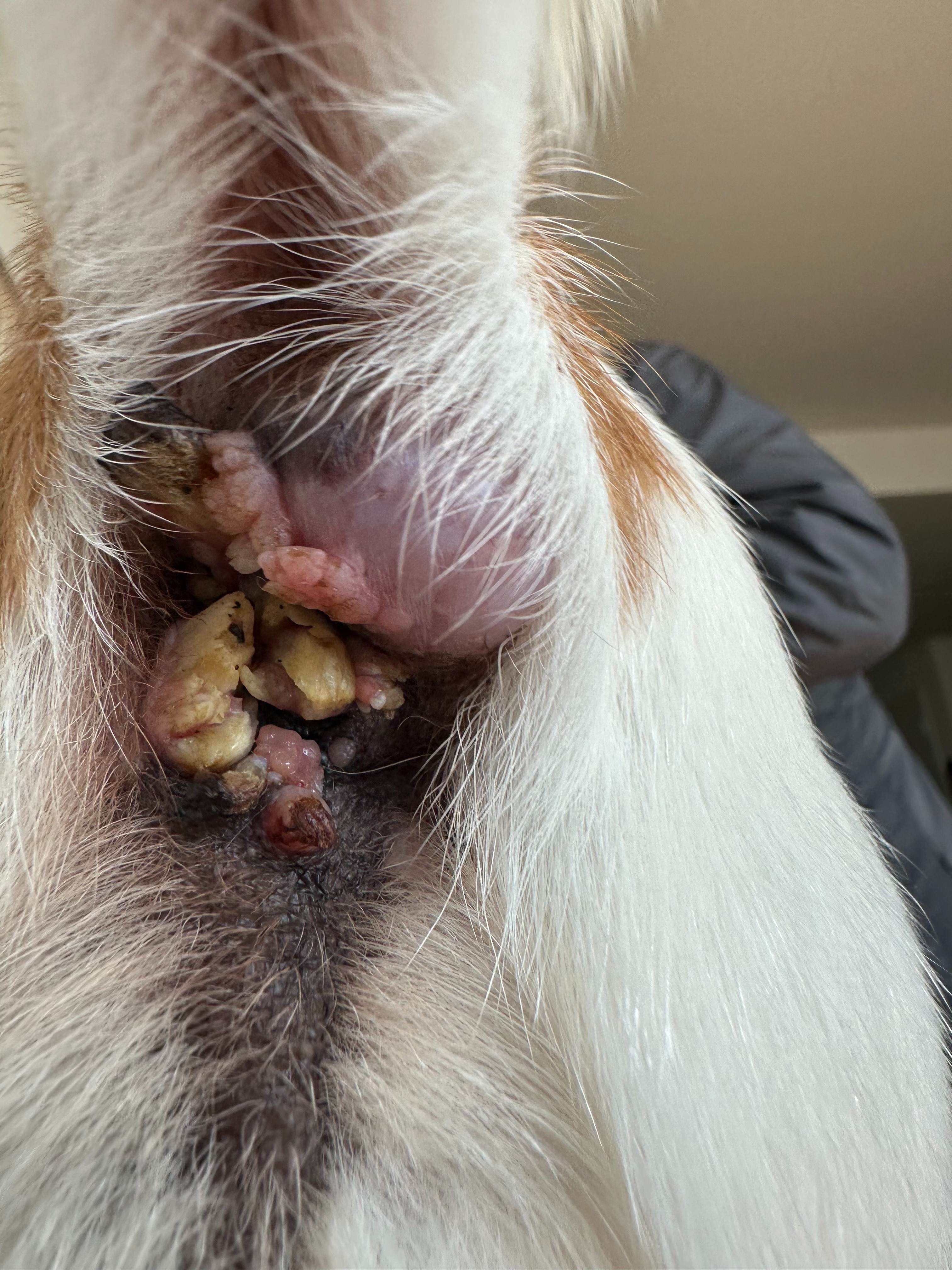 Save Eddie: Donate for His Tumor Removal Surgery campaign photo, 4 of 6