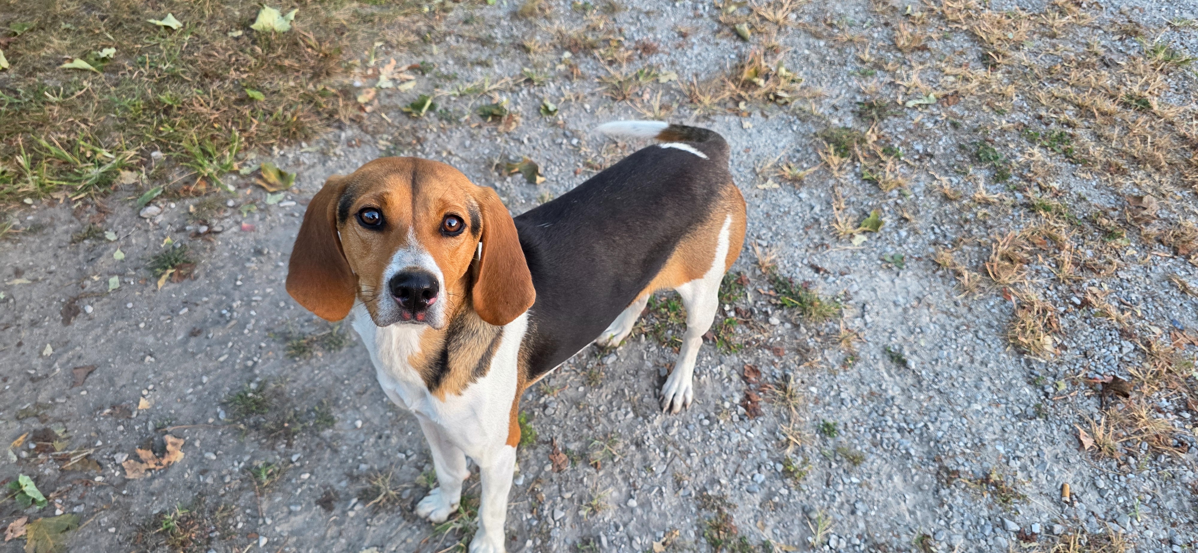 BROWNIE THE STRAY campaign photo, 2 of 4