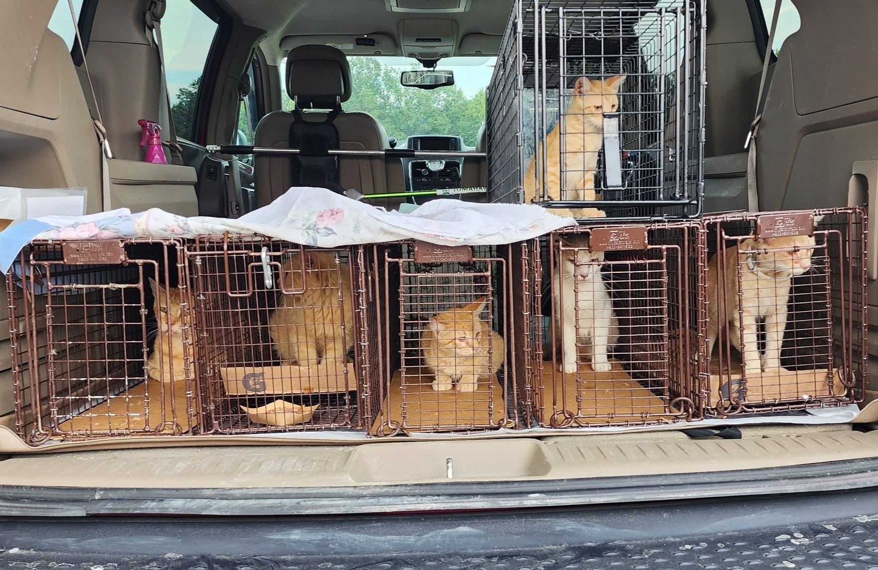 Help Keep my TNR Van Rolling for Columbia’s Community Cats campaign photo, 2 of 4