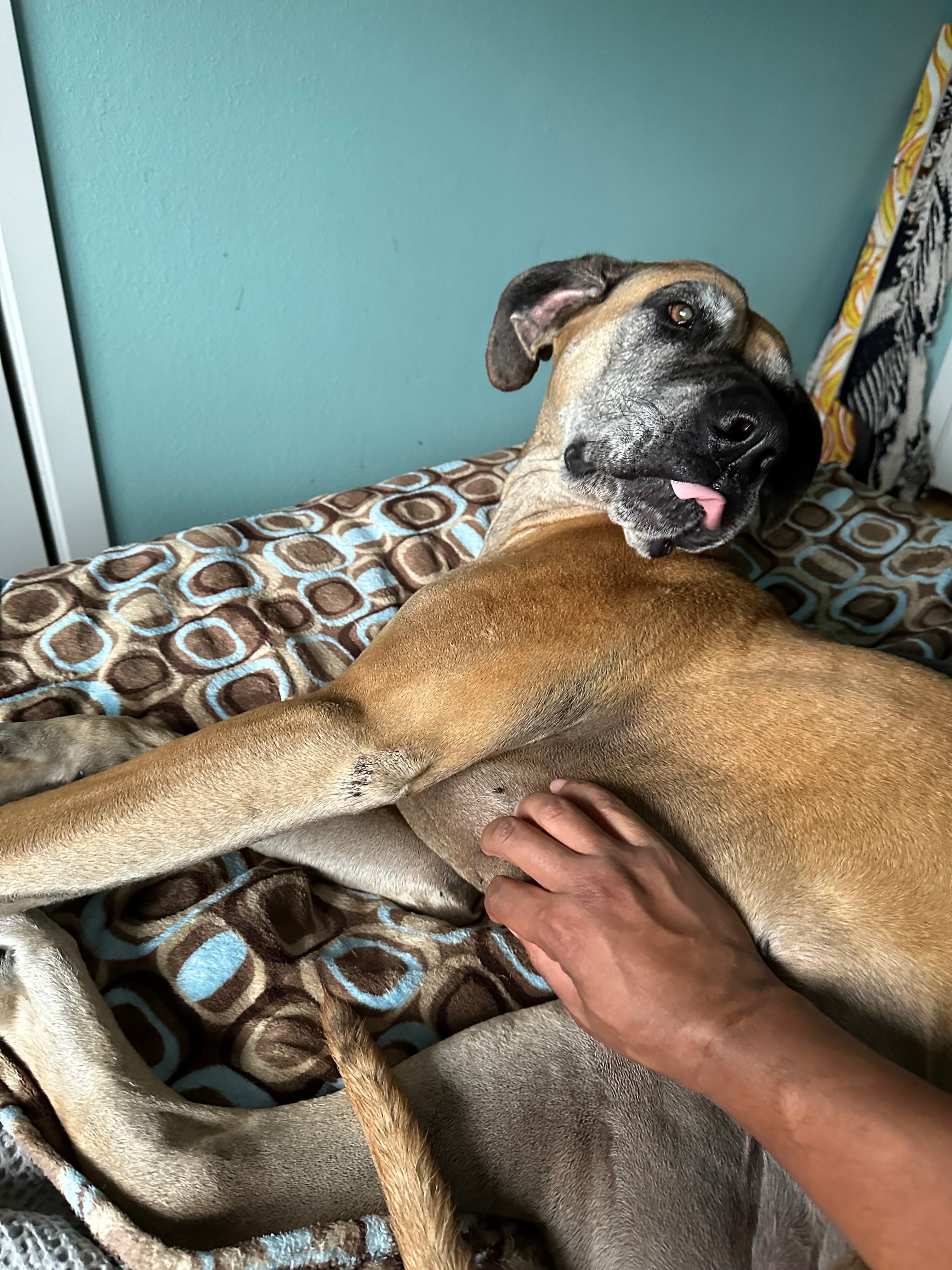 Help Charlie Through Her Recovery campaign photo, 7 of 8