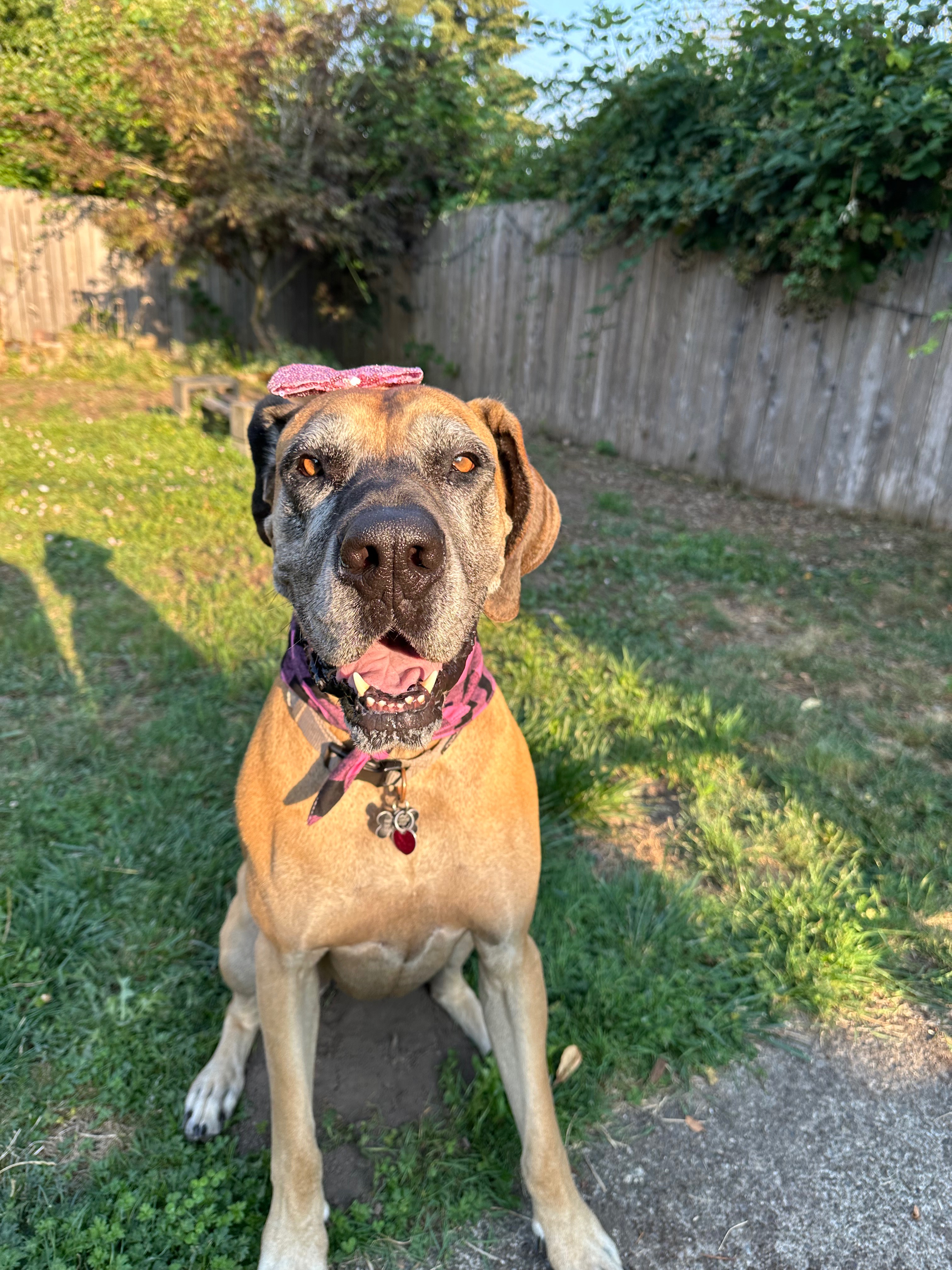 Help Charlie Through Her Recovery campaign photo, 4 of 8
