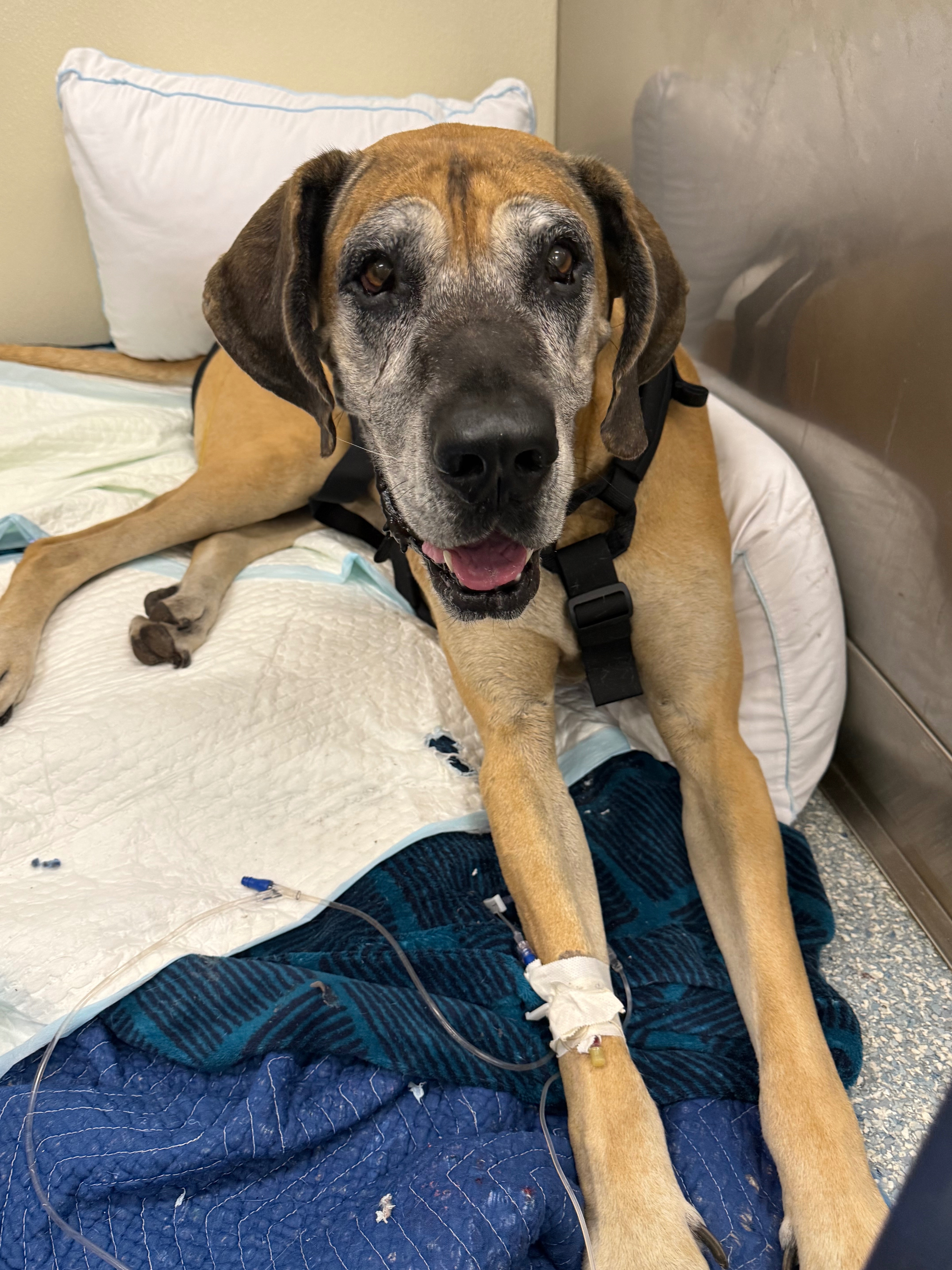 Help Charlie Through Her Recovery campaign photo, 2 of 8