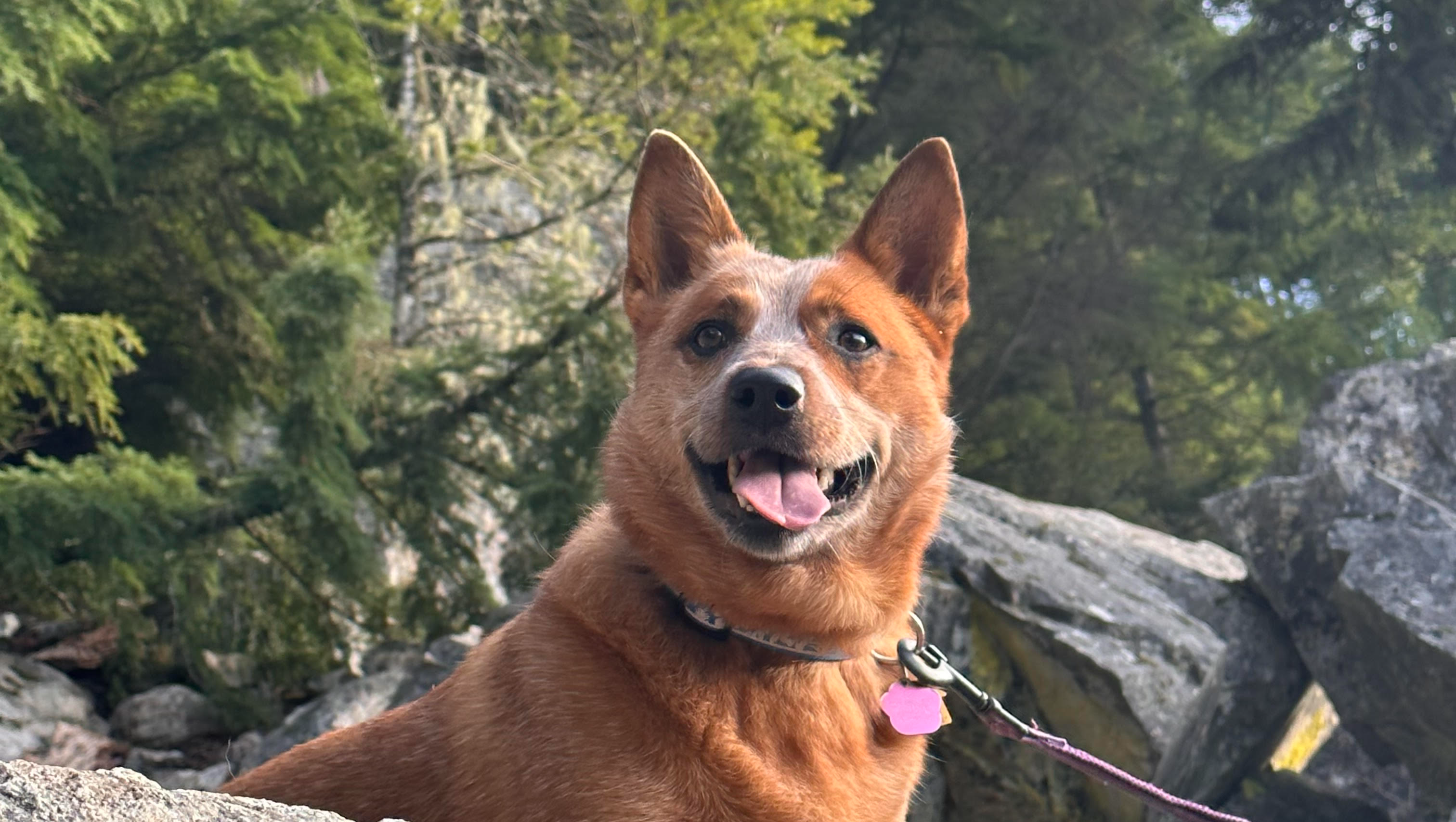 Support Lily's Revolutionary Cancer Treatment! pinned link photo