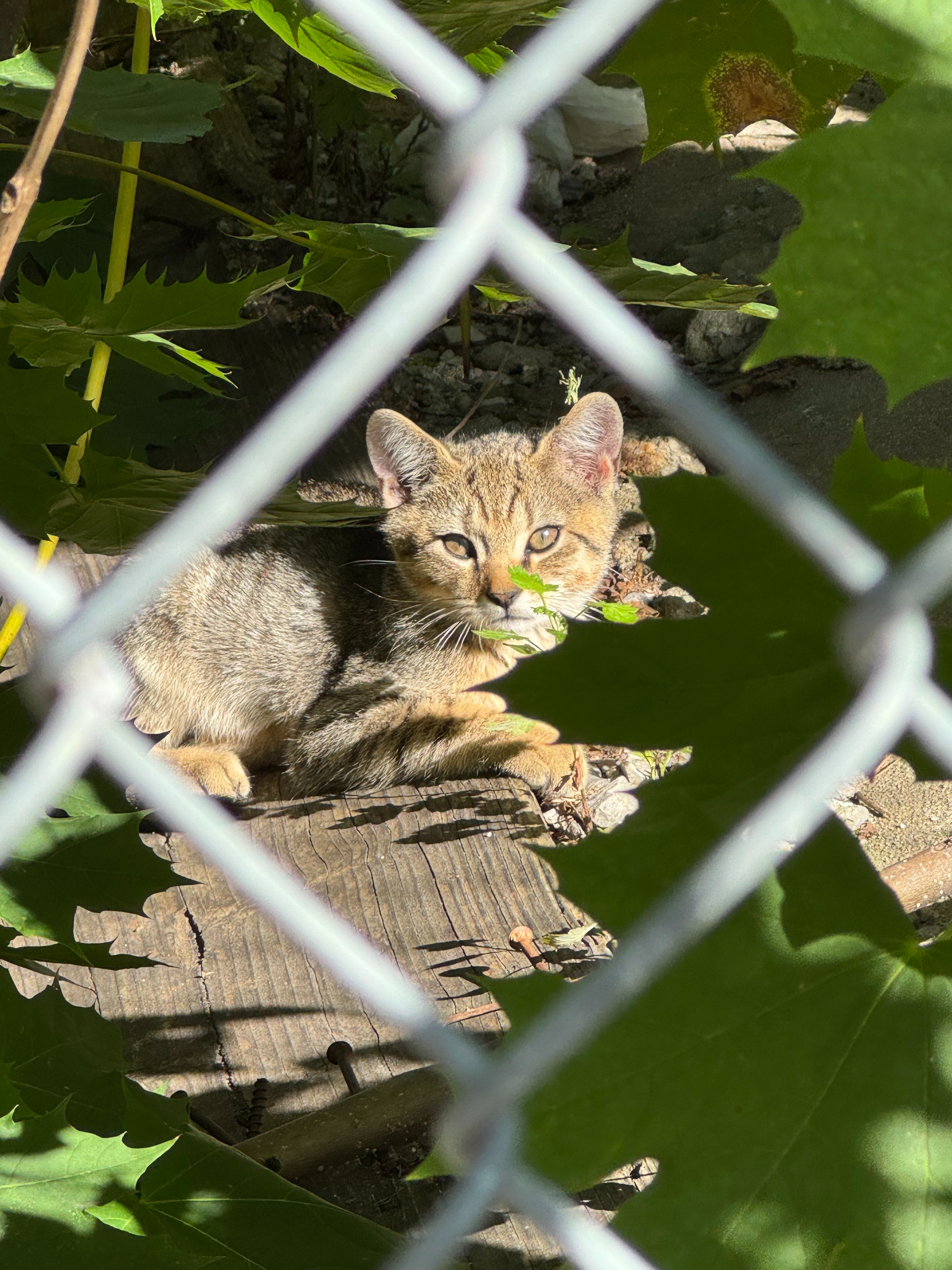 Help Bed-Stuy Cat Rescuers Save Our Feline Neighbors! campaign photo, 2 of 8