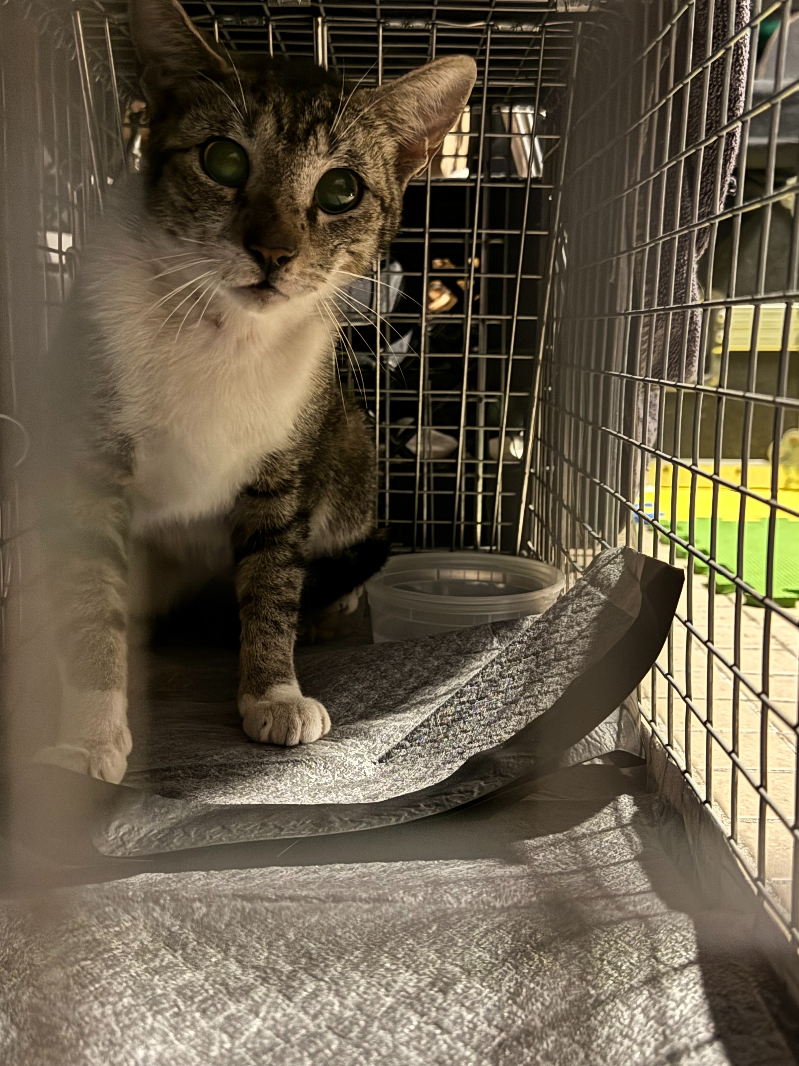 Help Bed-Stuy Cat Rescuers Save Our Feline Neighbors! campaign photo, 7 of 8