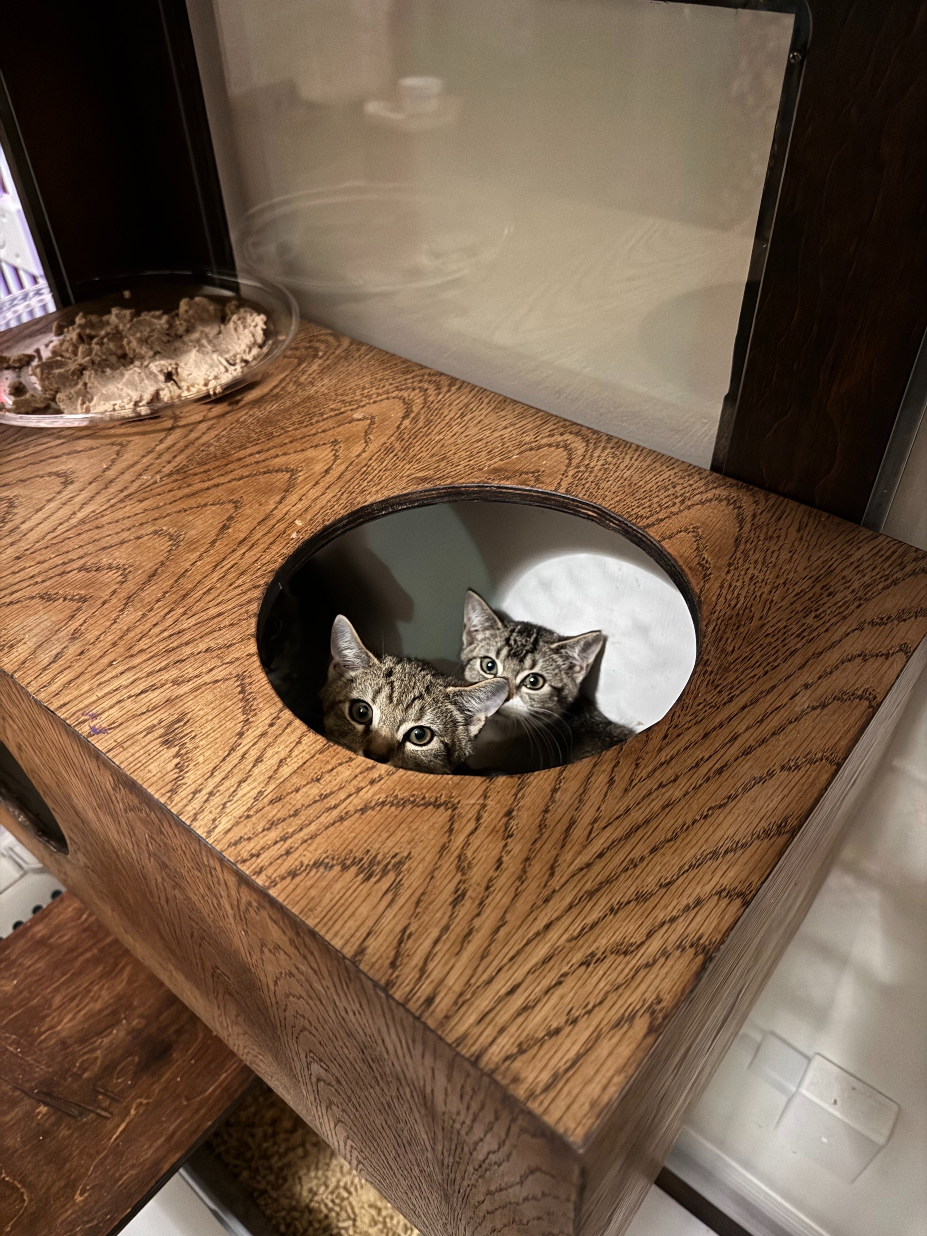 Help Bed-Stuy Cat Rescuers Save Our Feline Neighbors! campaign photo, 4 of 8