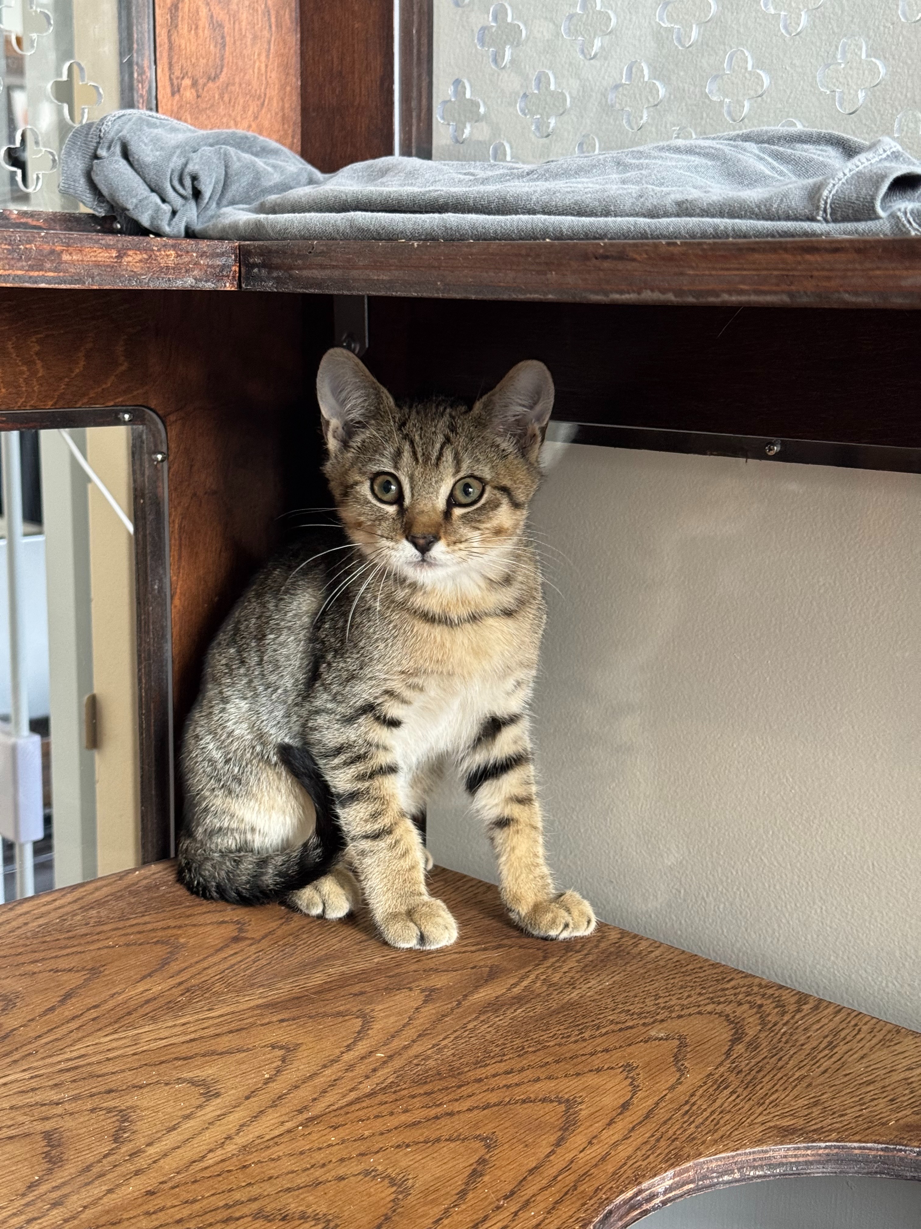 Help Bed-Stuy Cat Rescuers Save Our Feline Neighbors! campaign photo, 5 of 8