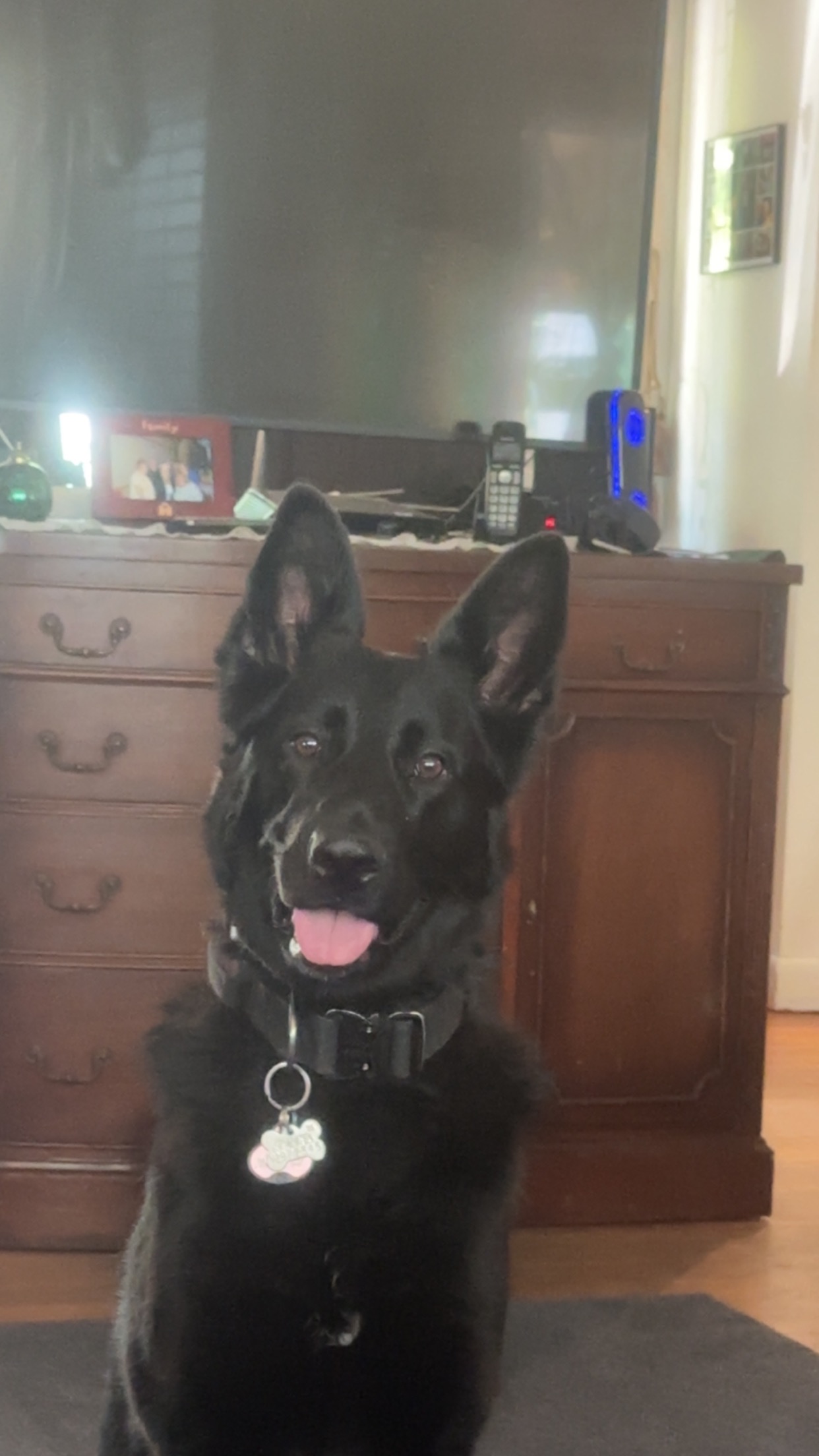 Please Donate To Help Save Iris campaign photo, 6 of 7
