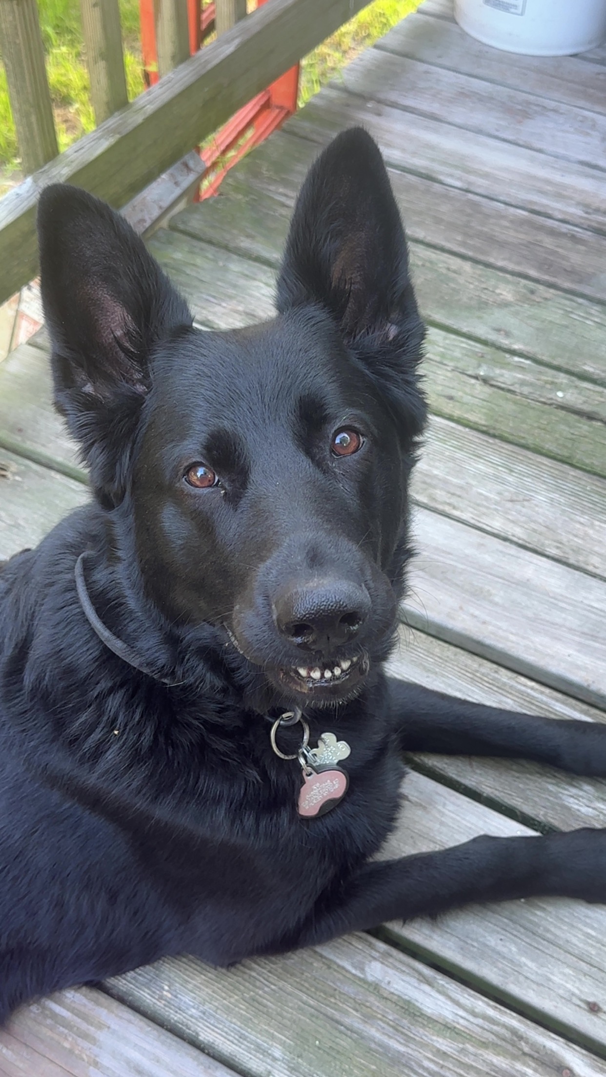 Please Donate To Help Save Iris campaign photo, 4 of 7