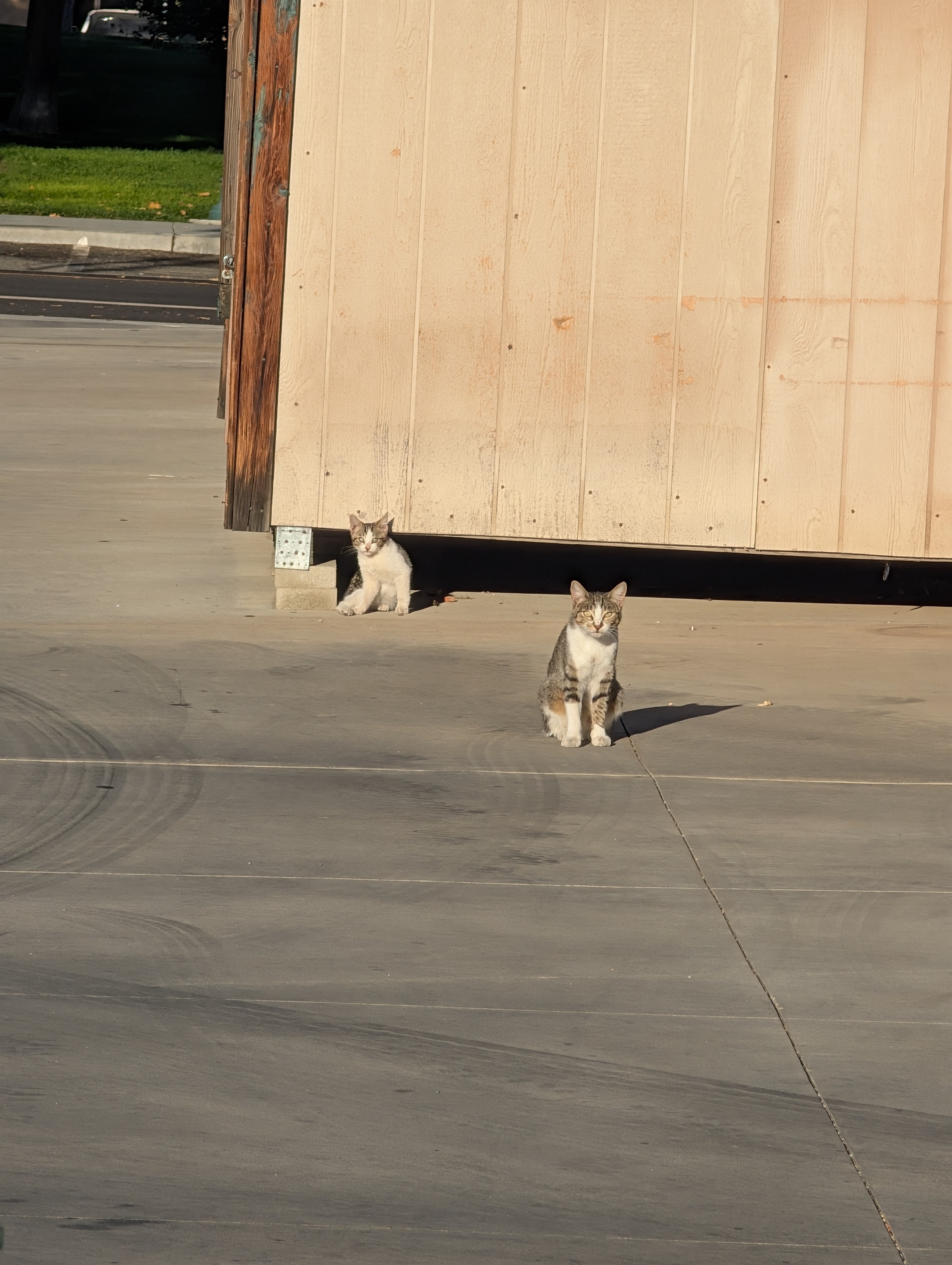 Help protect the ETHOS strays! campaign photo, 2 of 4