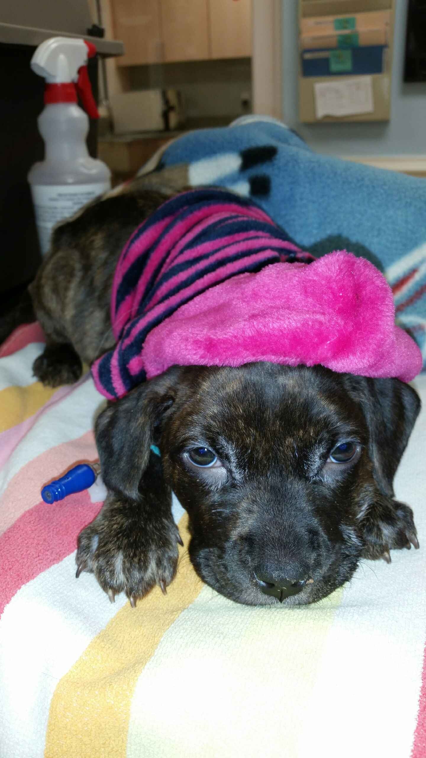 Bianca's surgery campaign photo, 7 of 8