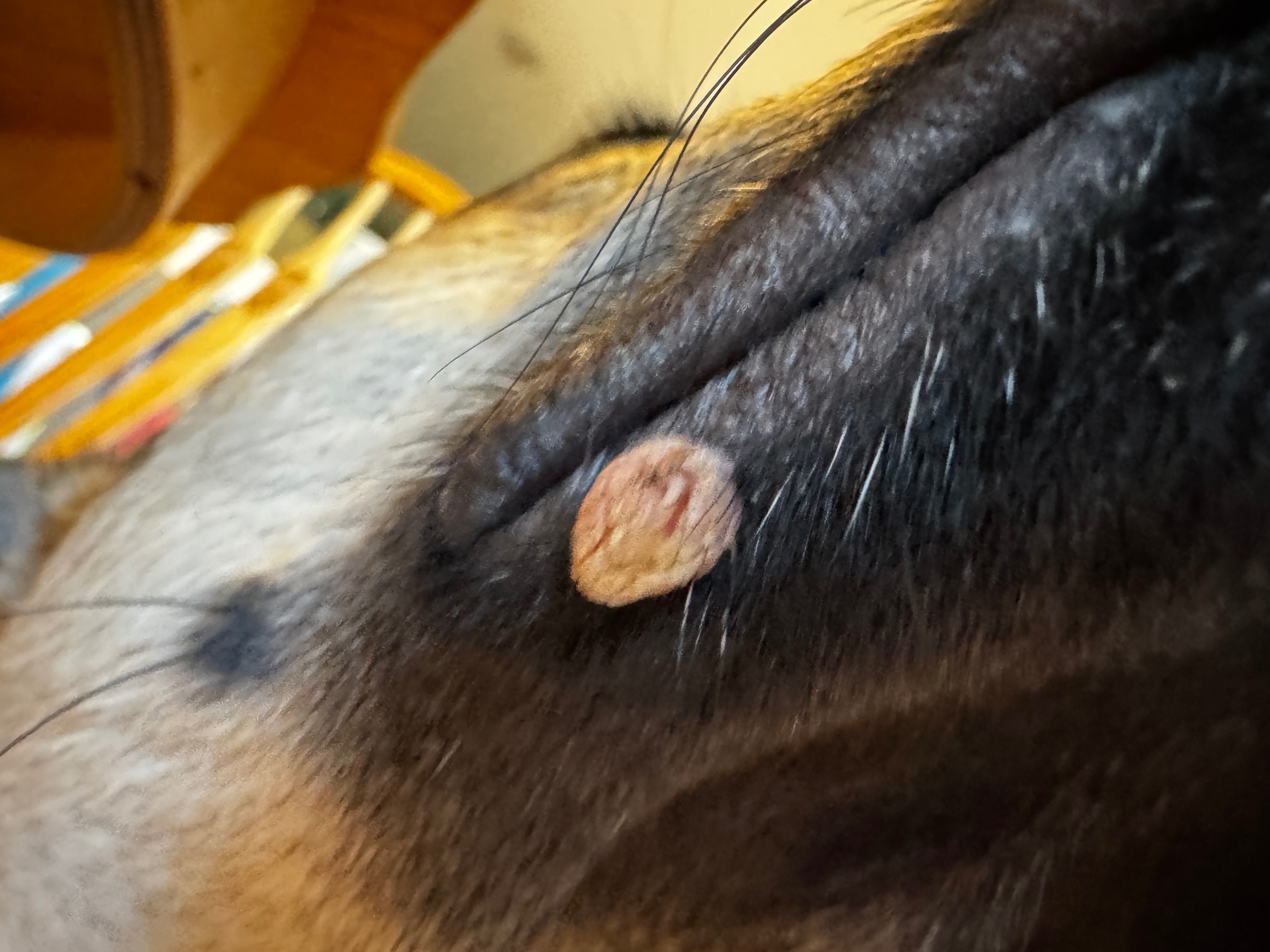 Help Laney get surgery campaign photo, 2 of 6