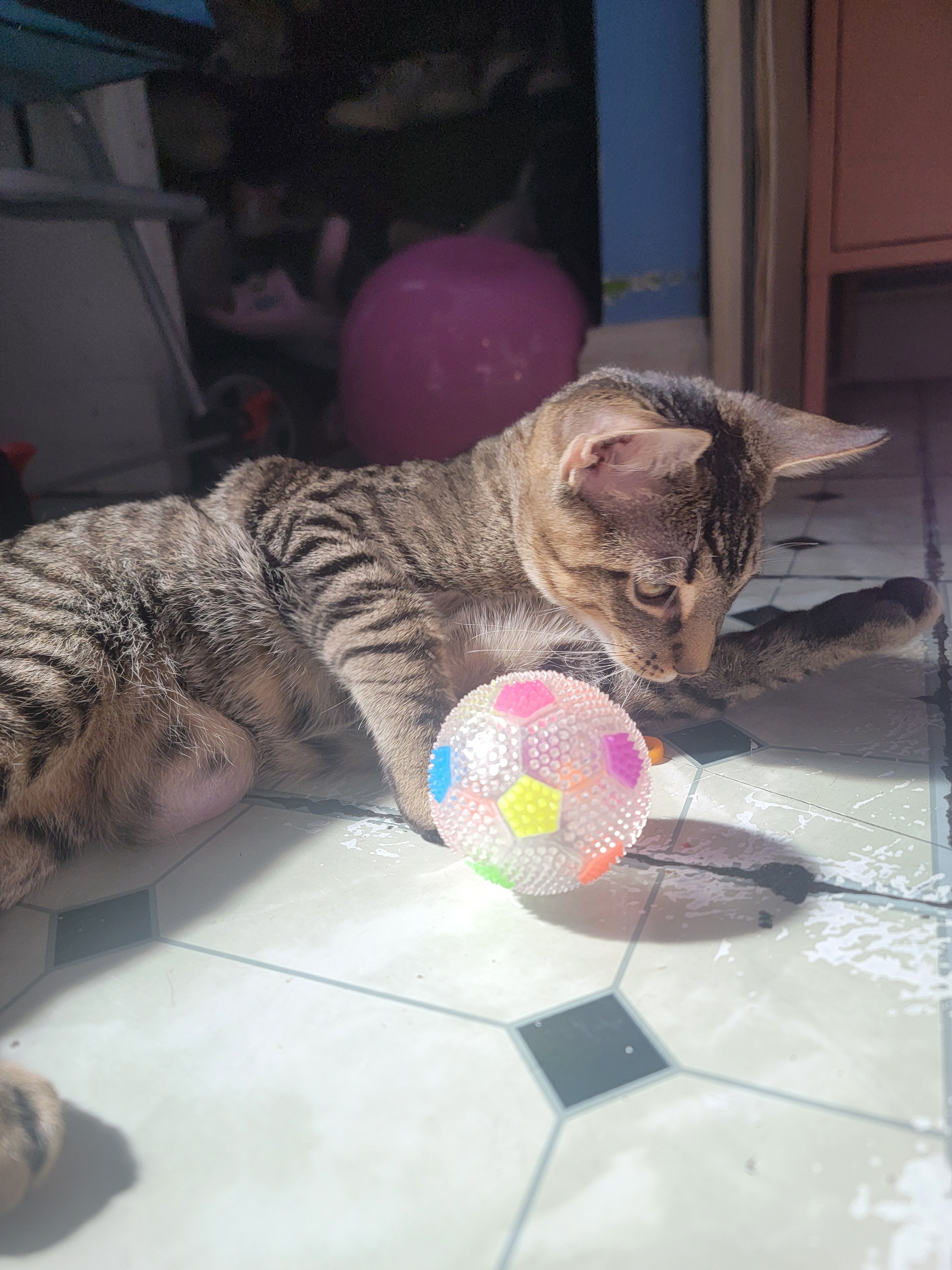 Help Beembo Get Life-Saving Surgery campaign photo, 2 of 6