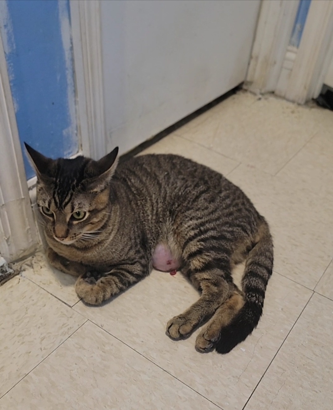Help Beembo Get Life-Saving Surgery campaign photo, 4 of 6