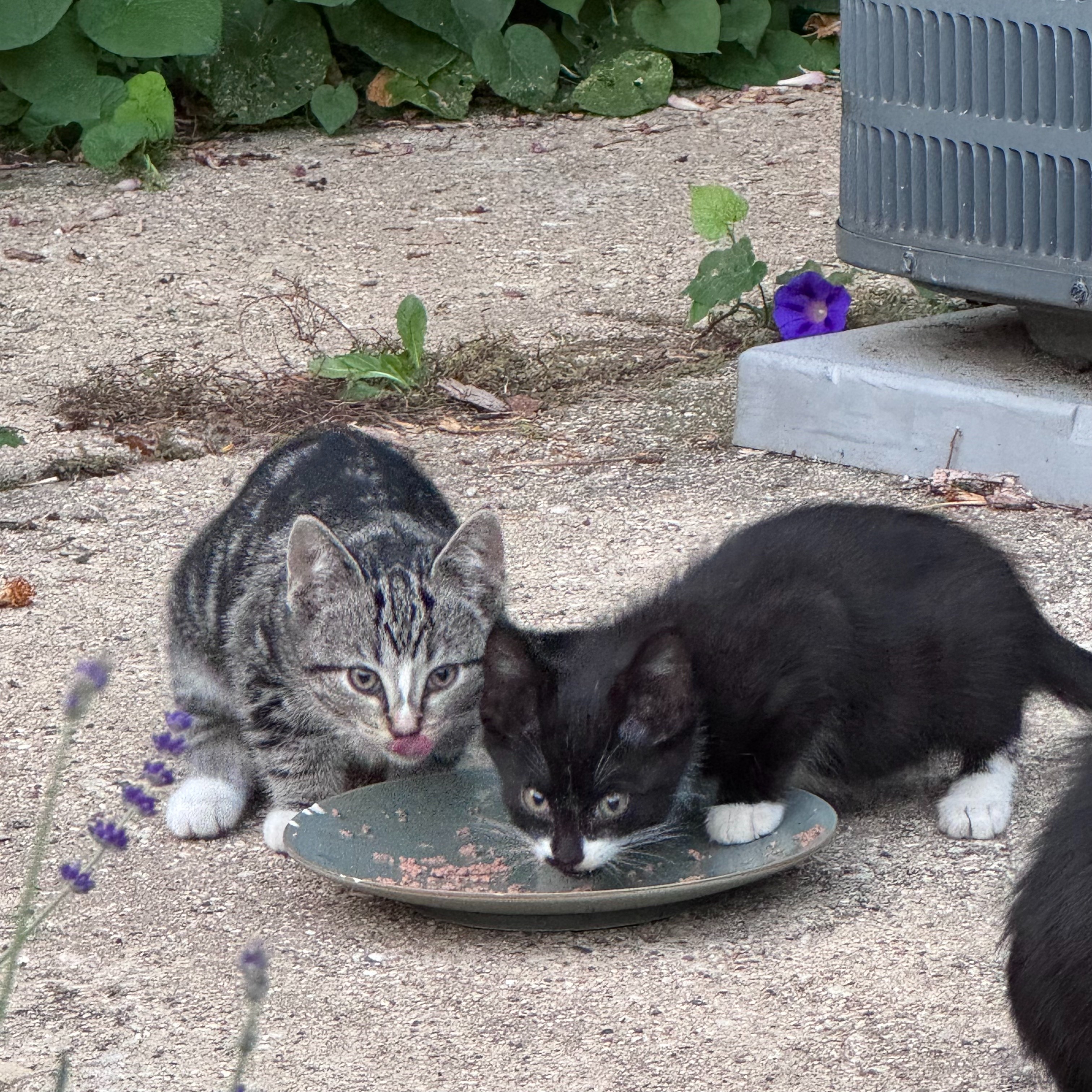 Help Mama Ruth & her babies get fixed, fed, and fostered! campaign photo, 4 of 8