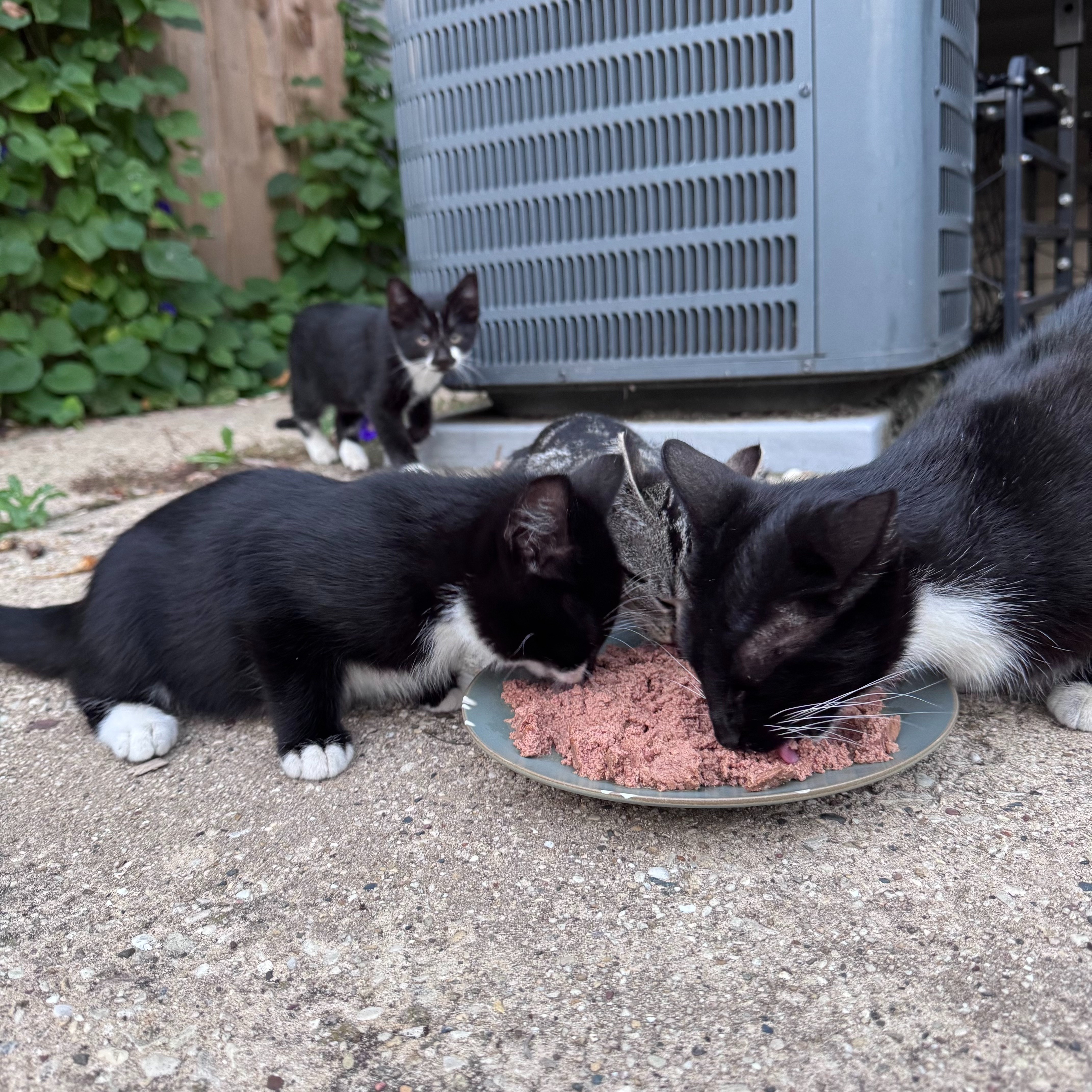 Help Mama Ruth & her babies get fixed, fed, and fostered! campaign photo, 5 of 8
