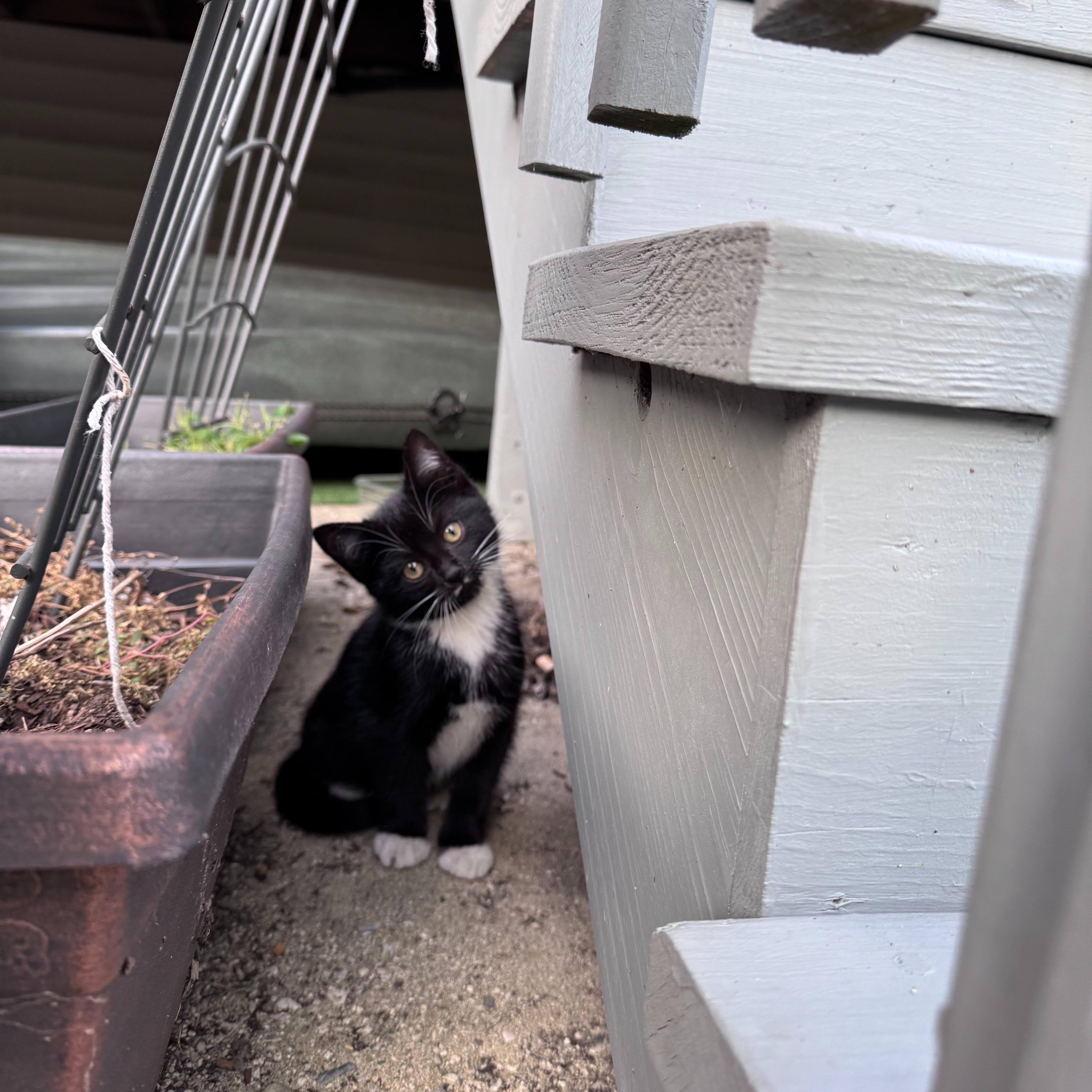 Help Mama Ruth & her babies get fixed, fed, and fostered! campaign photo, 6 of 8