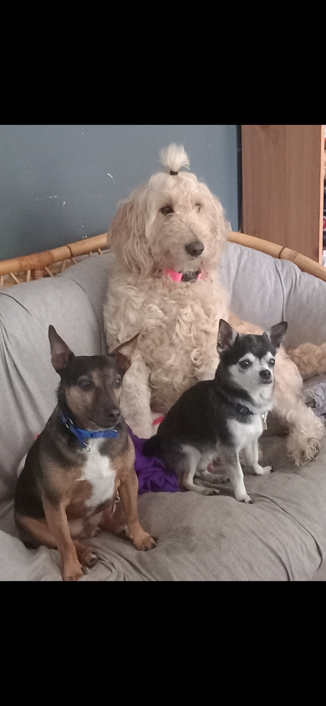 Donate to help Willow get veterinary treatment❤️ campaign photo, 4 of 8
