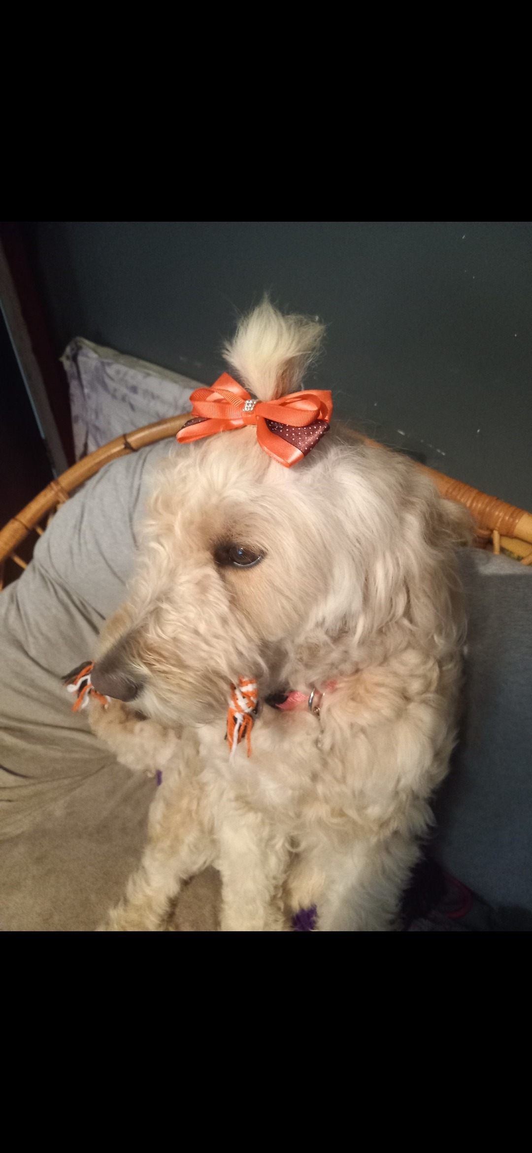 Donate to help Willow get veterinary treatment❤️ campaign photo, 5 of 8
