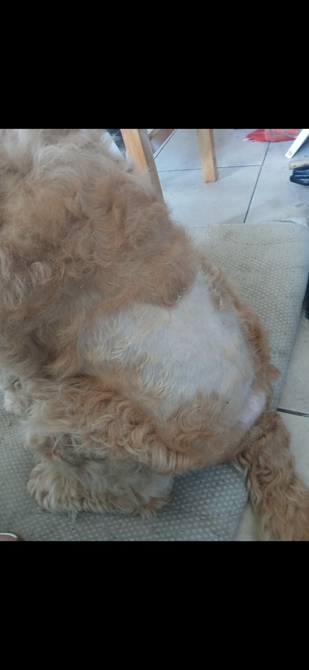 Donate to help Willow get veterinary treatment❤️ campaign photo, 6 of 8