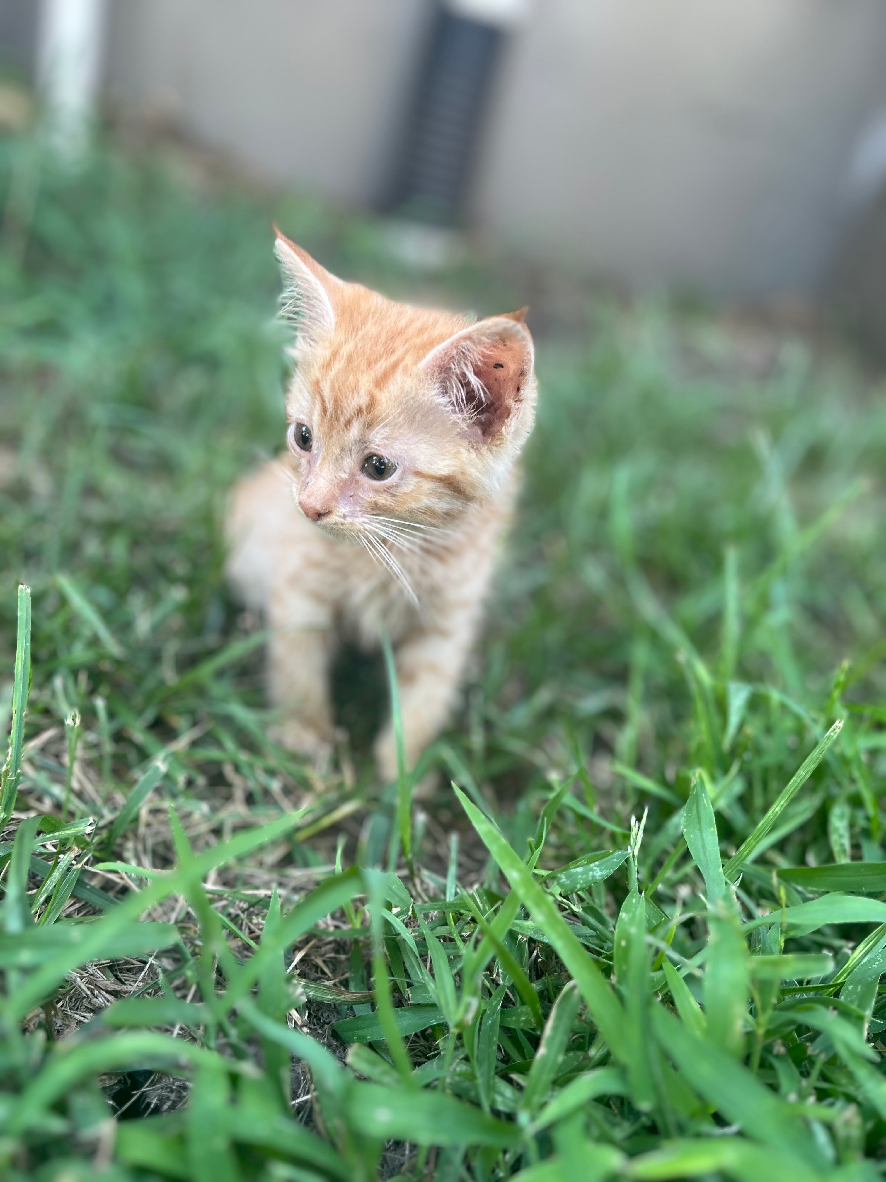 Donate to Teddy's Lifesaving Treatment campaign photo, 2 of 7