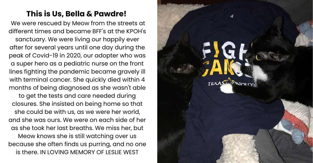 Don't Let Senior Cats Spend Their Final Days Suffering campaign photo, 7 of 7