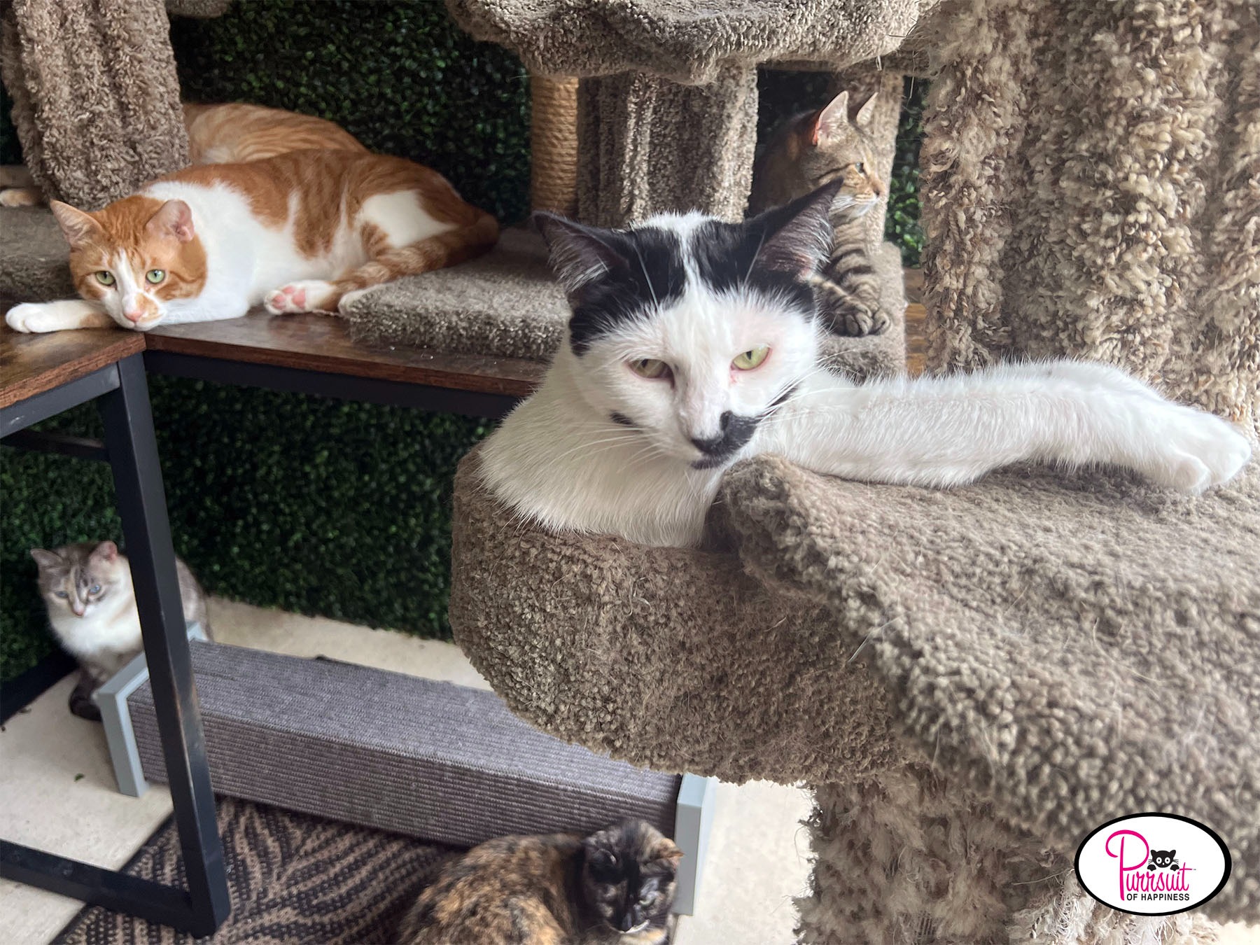 Don't Let Senior Cats Spend Their Final Days Suffering campaign photo, 2 of 7
