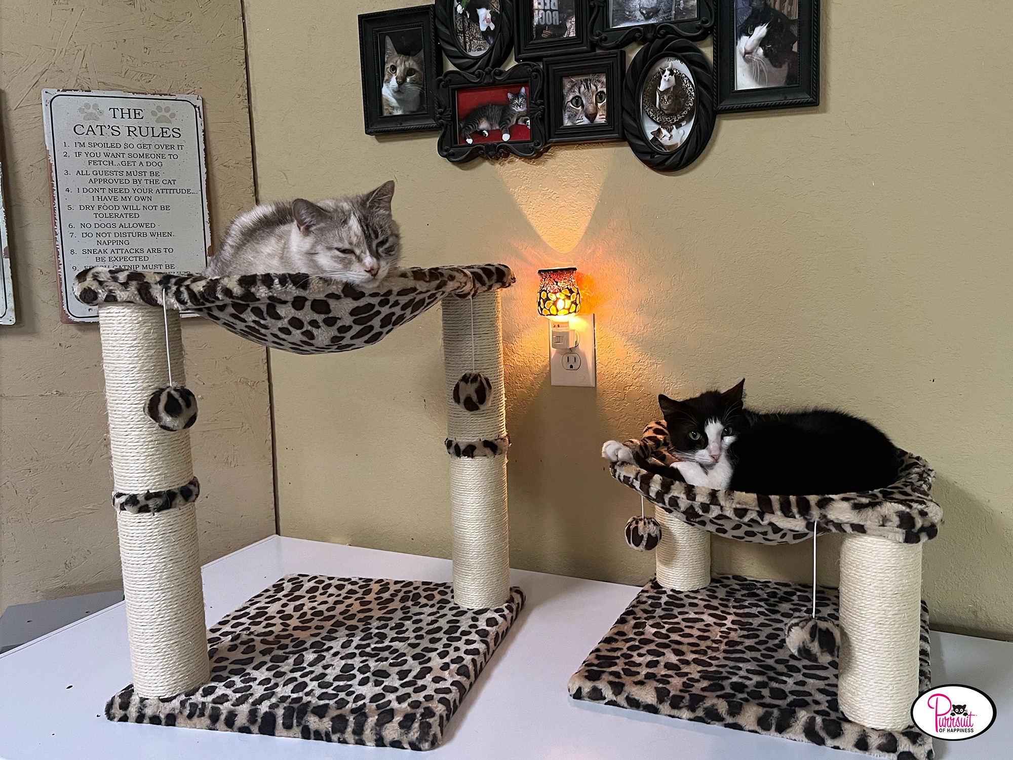 Don't Let Senior Cats Spend Their Final Days Suffering campaign photo, 4 of 7