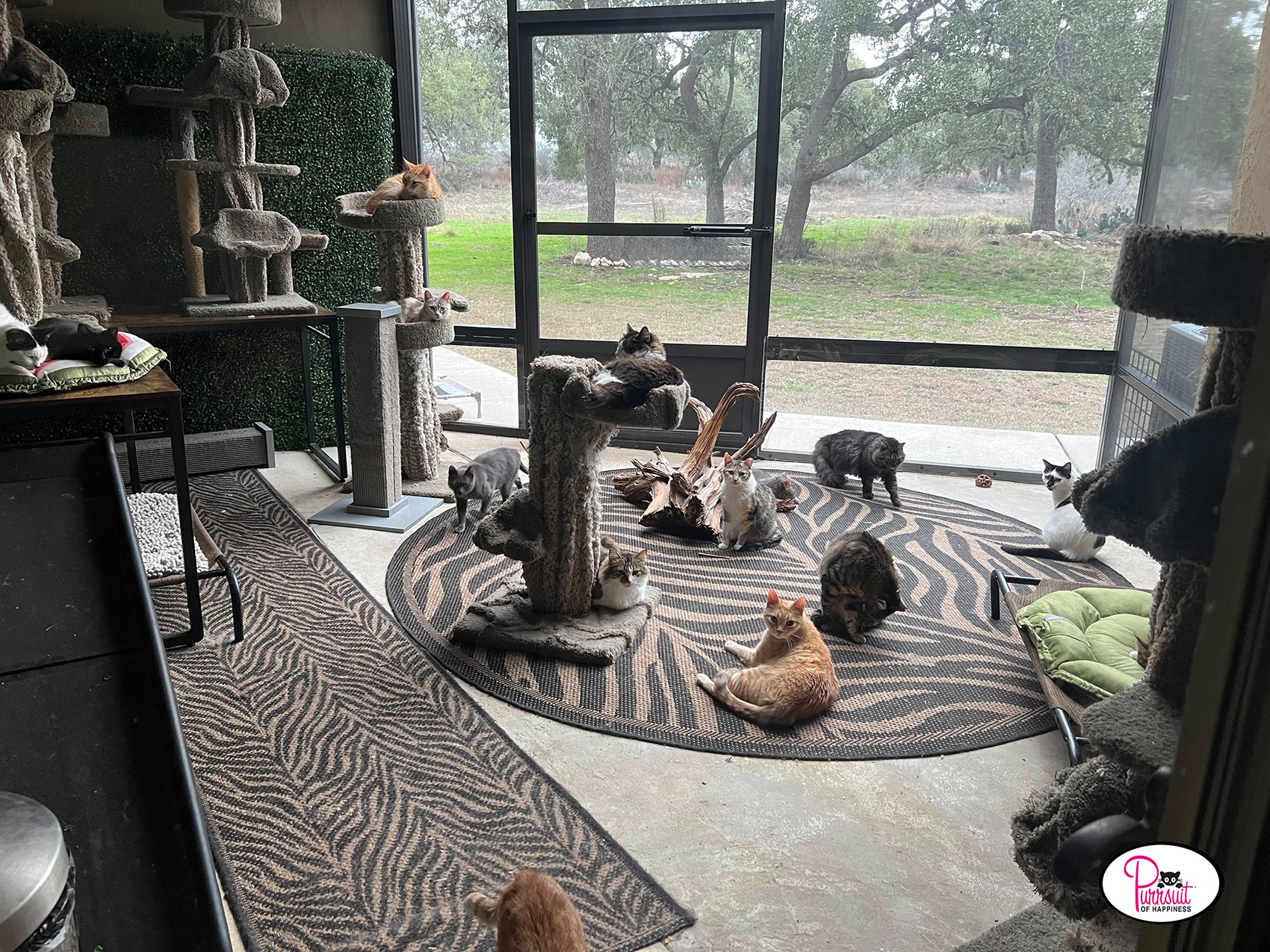 Don't Let Senior Cats Spend Their Final Days Suffering campaign photo, 5 of 7
