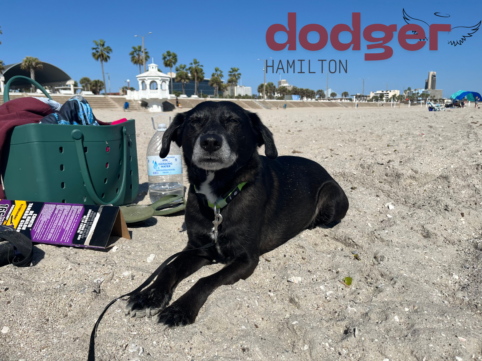 Tragedy Has Struck Our Pack - Help Us Fight for Jett campaign photo, 7 of 8