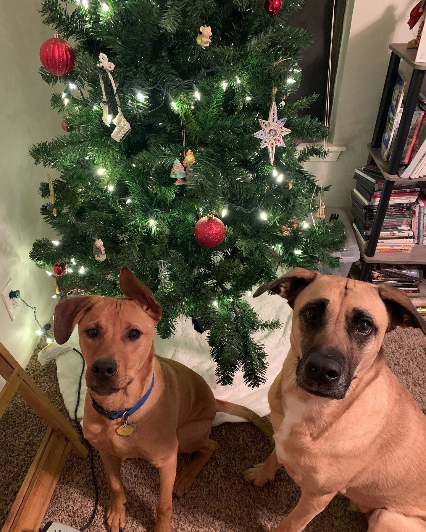 Tragedy Has Struck Our Pack - Help Us Fight for Jett campaign photo, 4 of 8