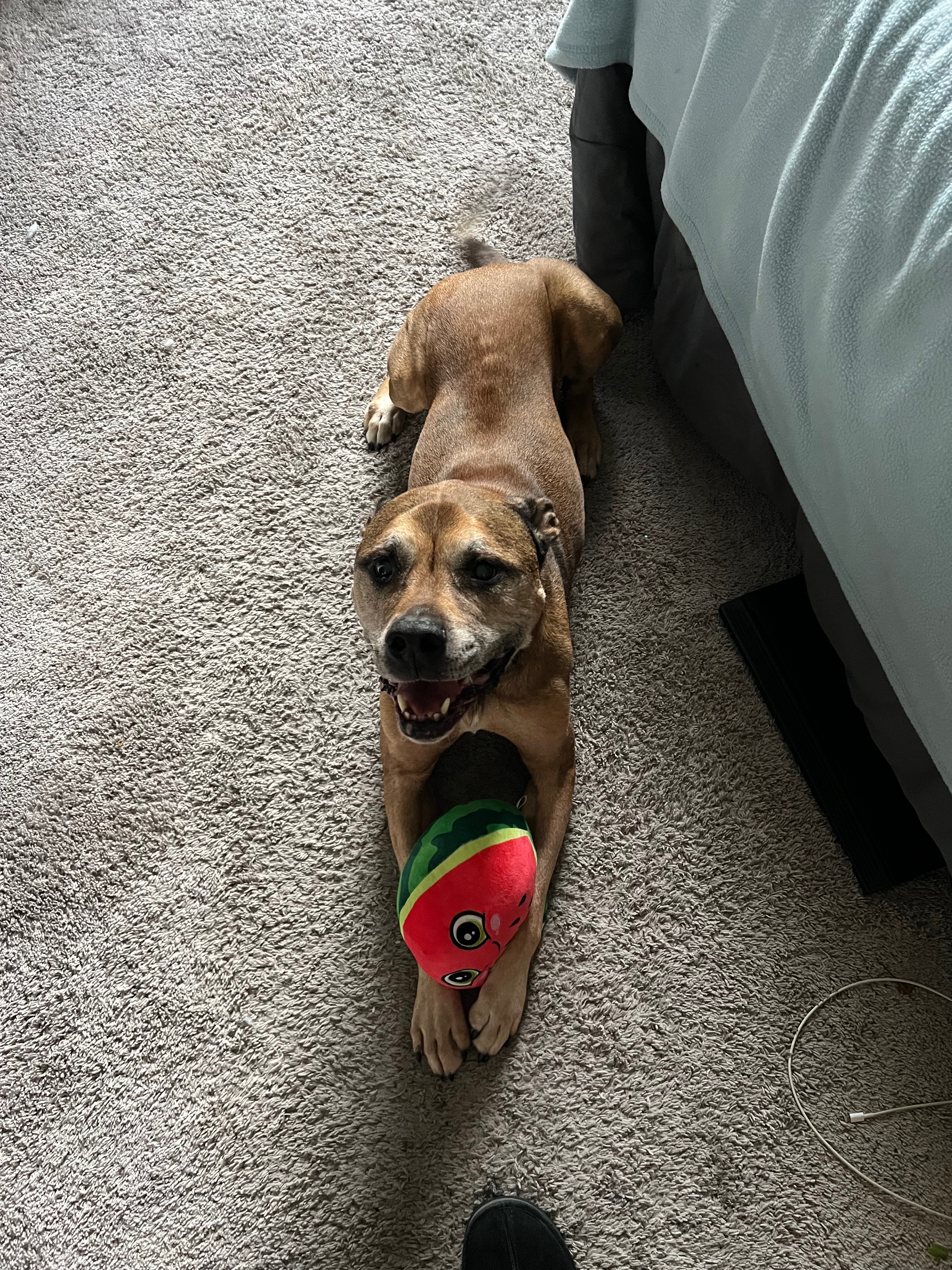 Help Brutus Receive Surgery campaign photo, 2 of 4