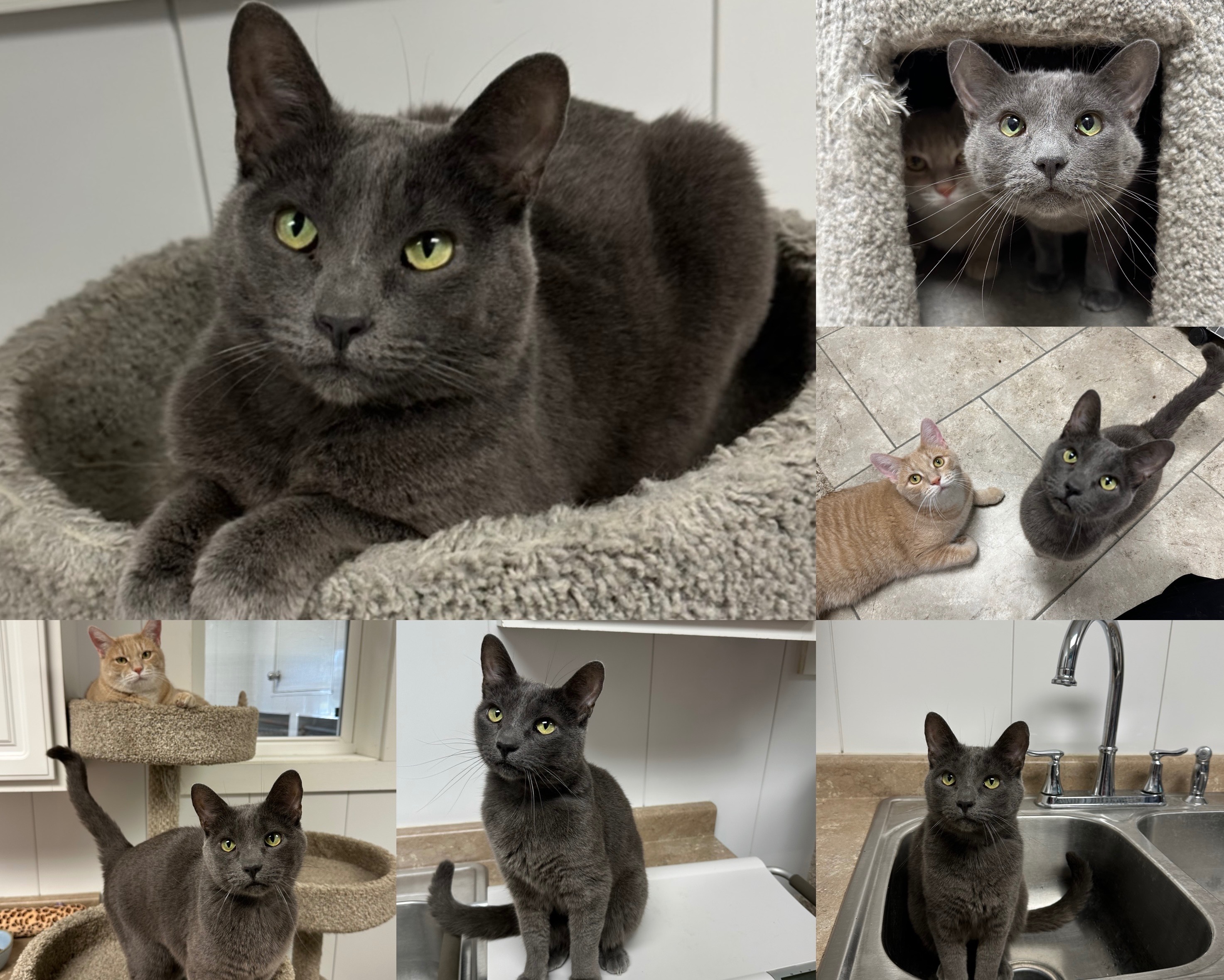 Help Oscar Fight FIP campaign photo, 2 of 4