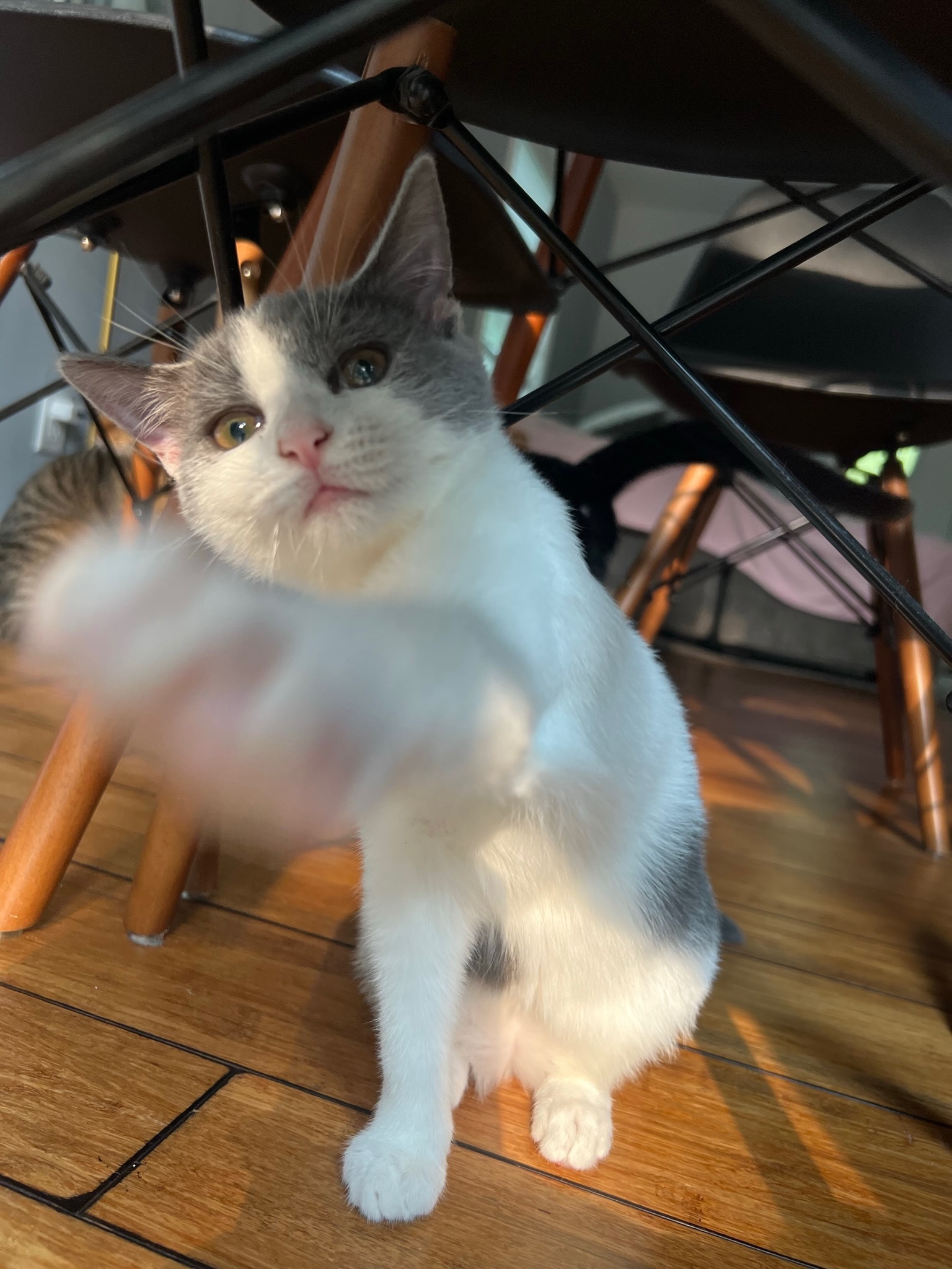 Help Sweet Nellie Get the Care She Deserves campaign photo, 5 of 7