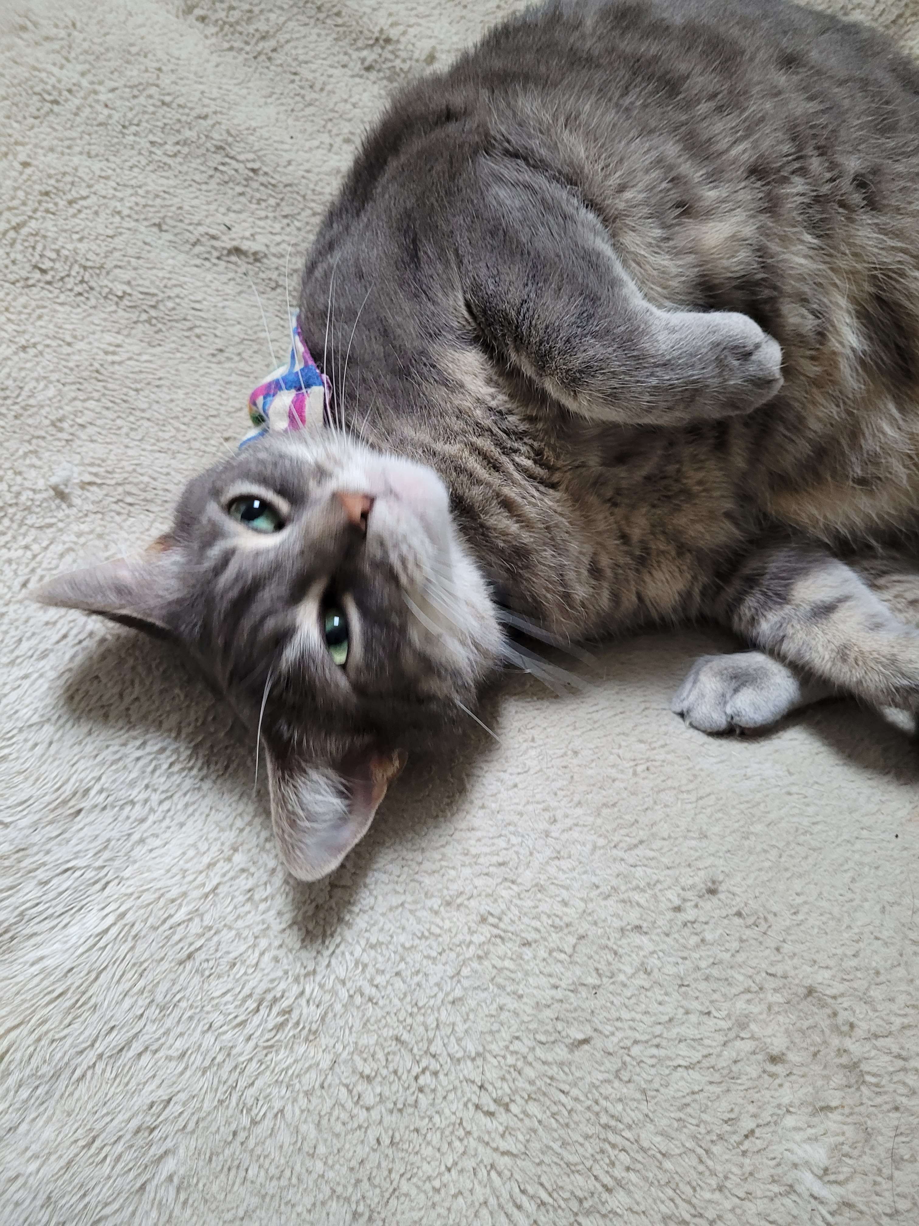 Help Amber get proper dental care campaign photo, 5 of 6