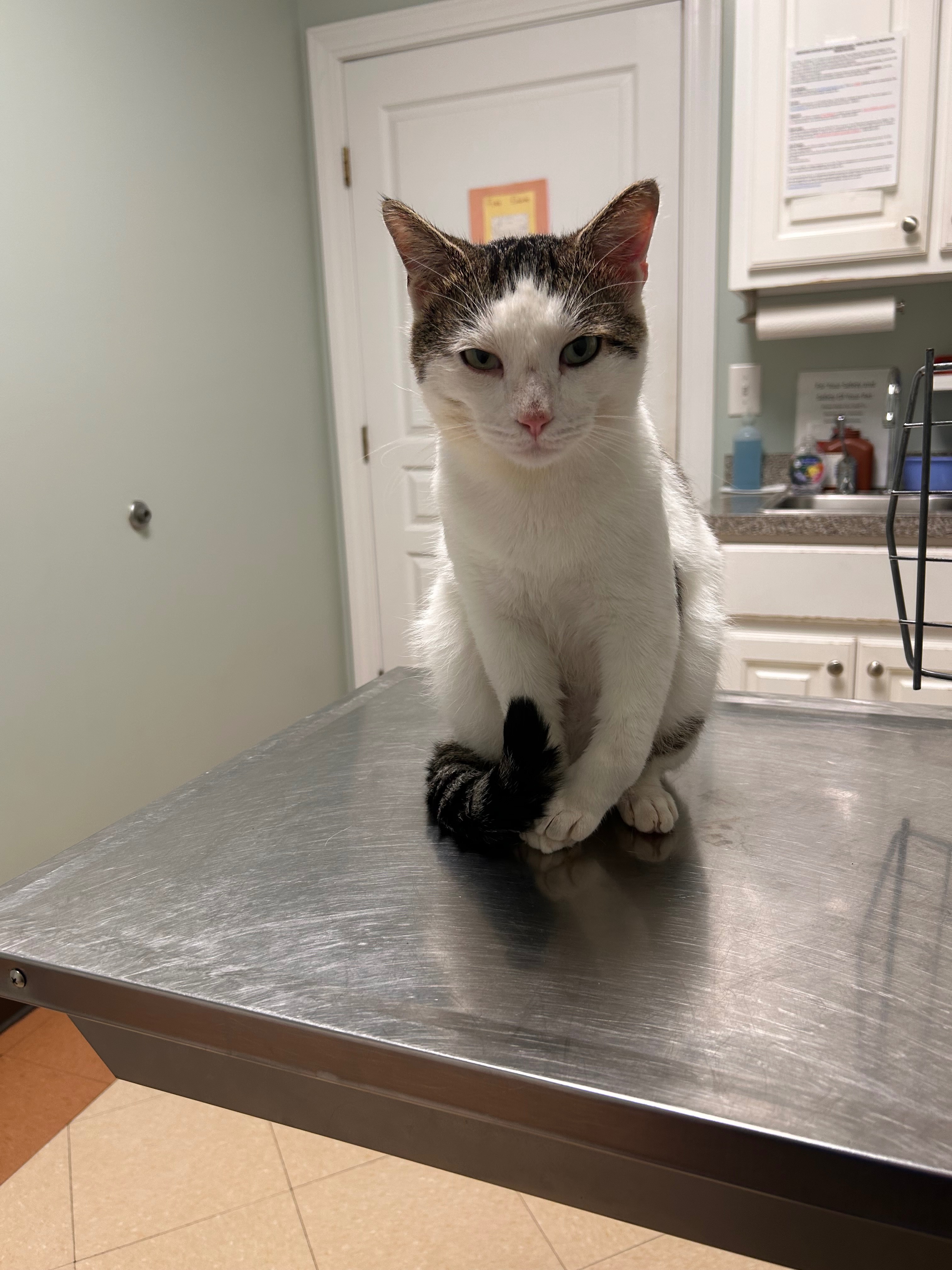 Urgent Care Needed for Injured Stray Cat campaign photo, 2 of 4