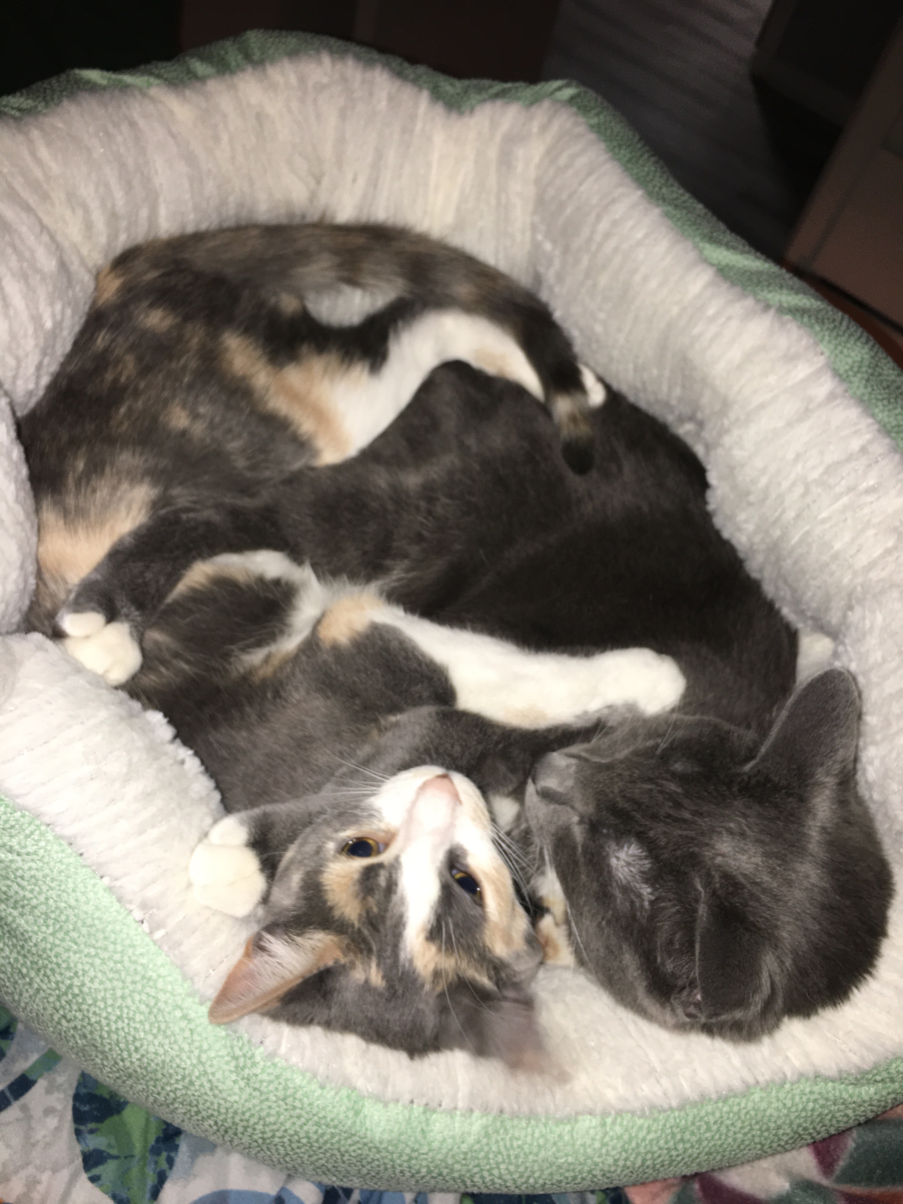 Help Leia Recover After House Fire campaign photo, 2 of 8
