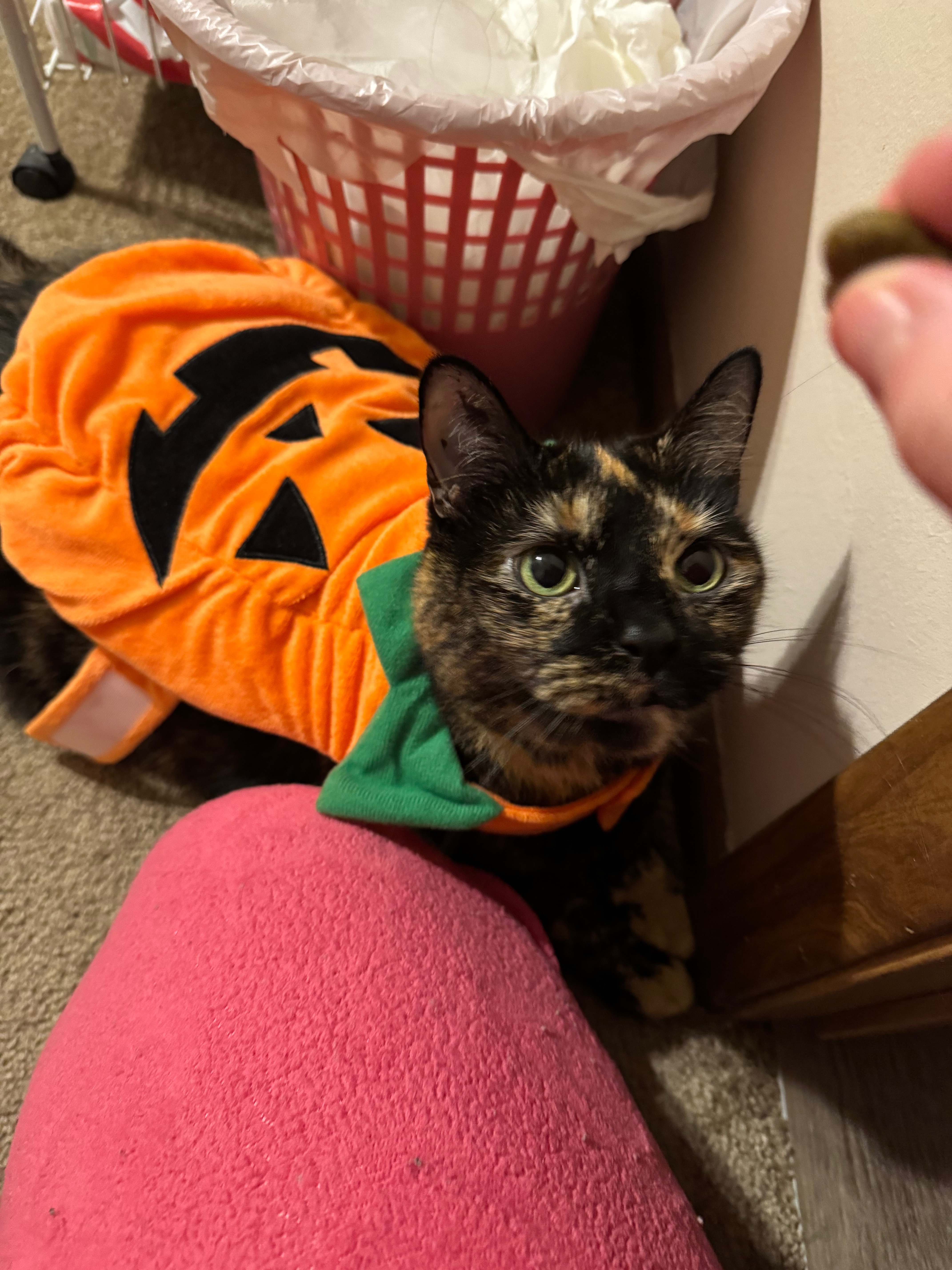Help Gamora Get Her Cardiac Ultrasound campaign photo, 4 of 5