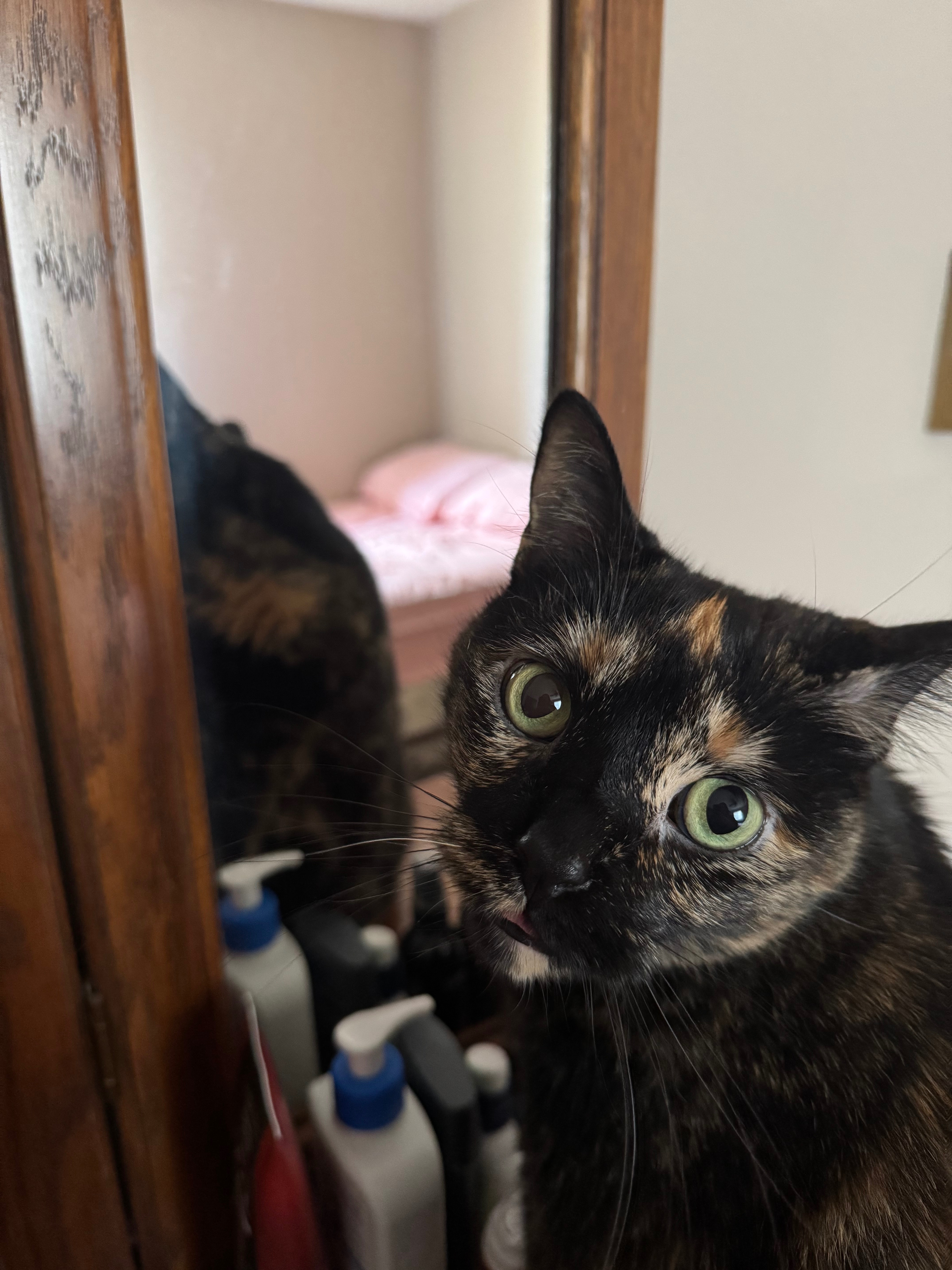 Help Gamora Get Her Cardiac Ultrasound campaign photo, 2 of 5